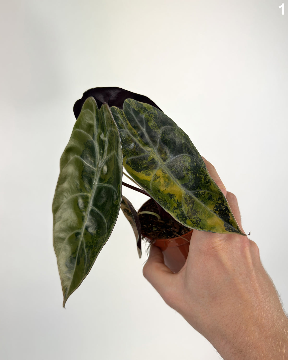 Alocasia Sedenii Aurea WW