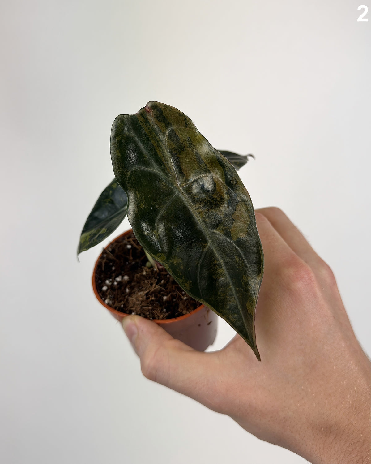 Alocasia Sedenii Aurea WW