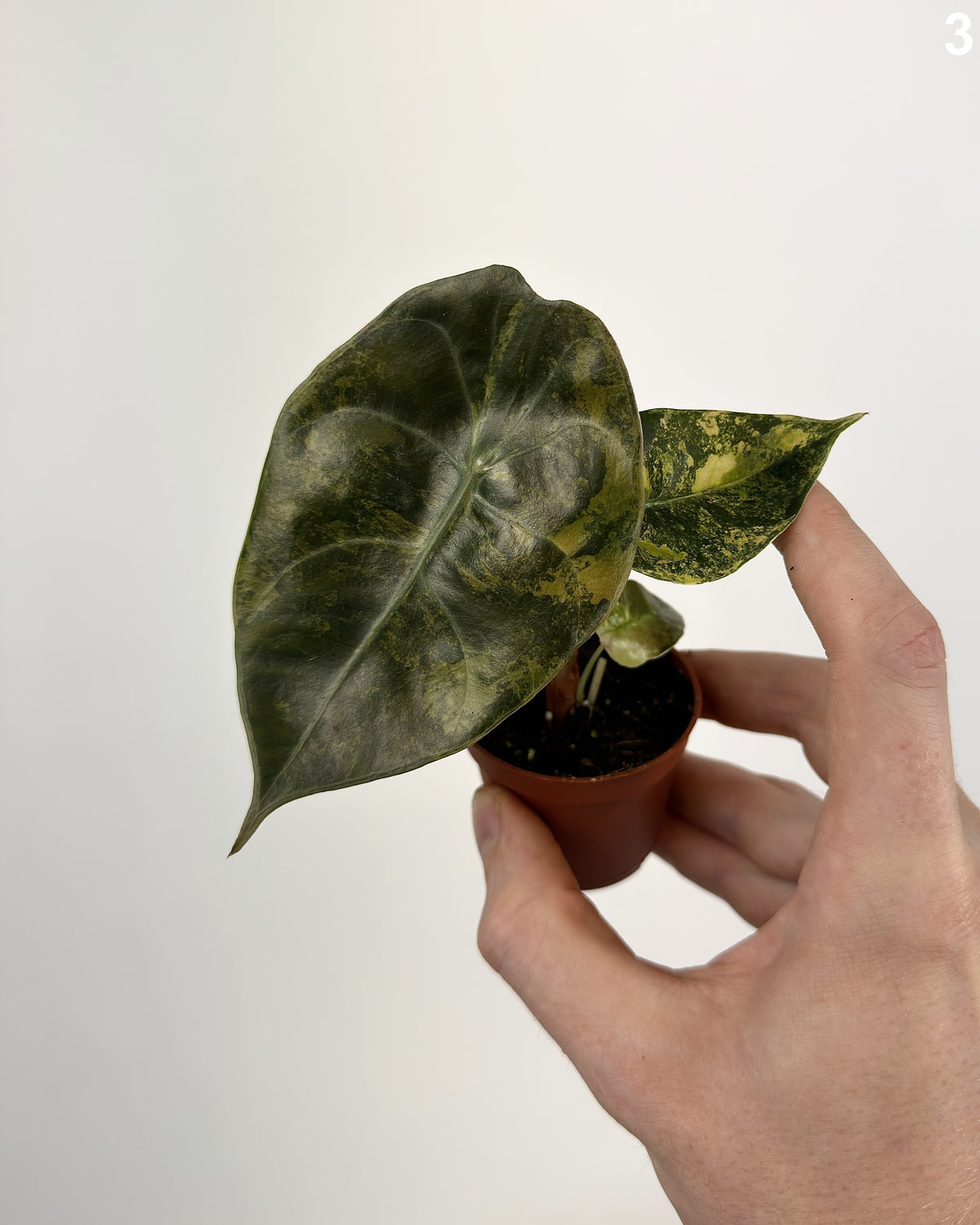 Alocasia Sedenii Aurea WW