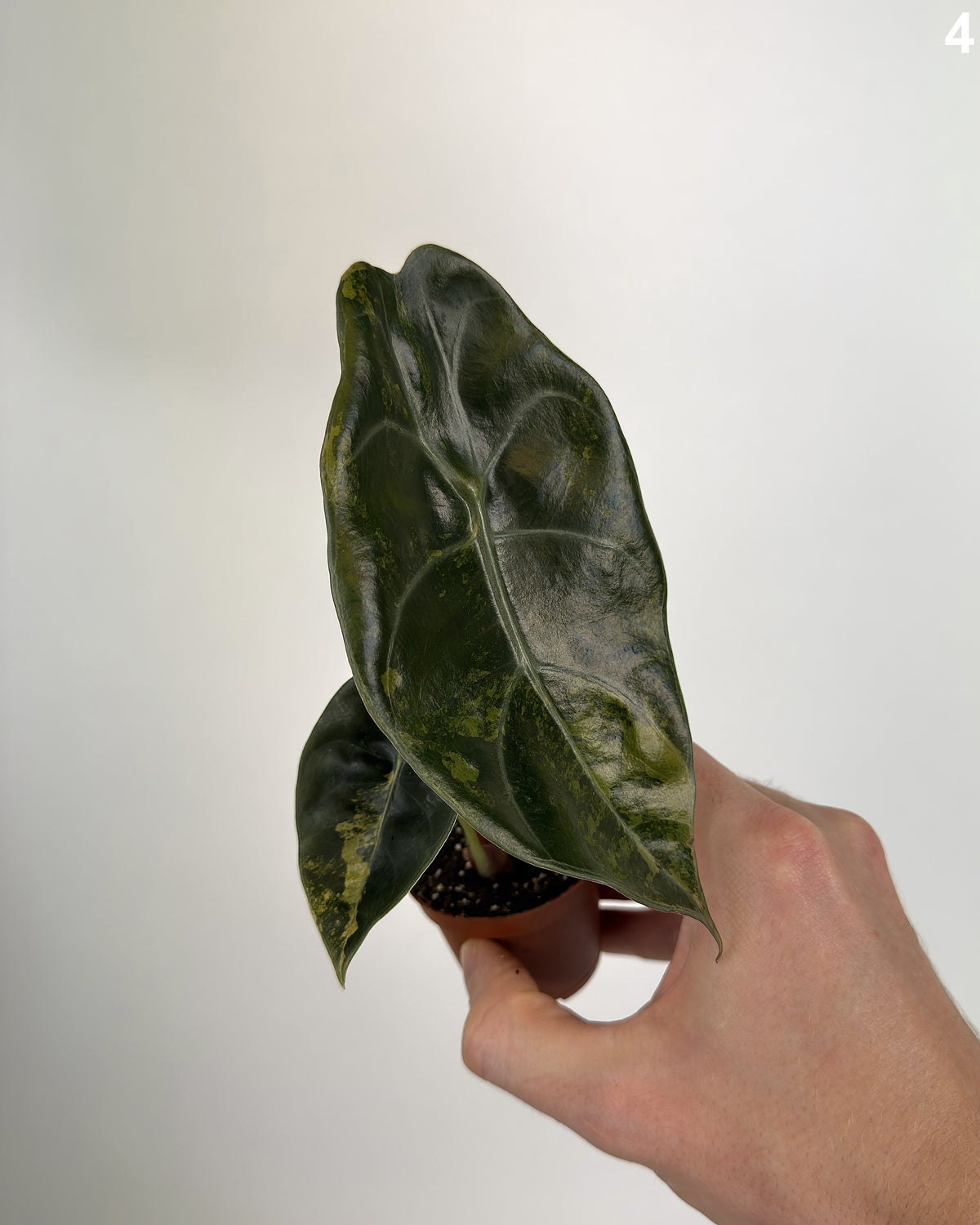 Alocasia Sedenii Aurea WW