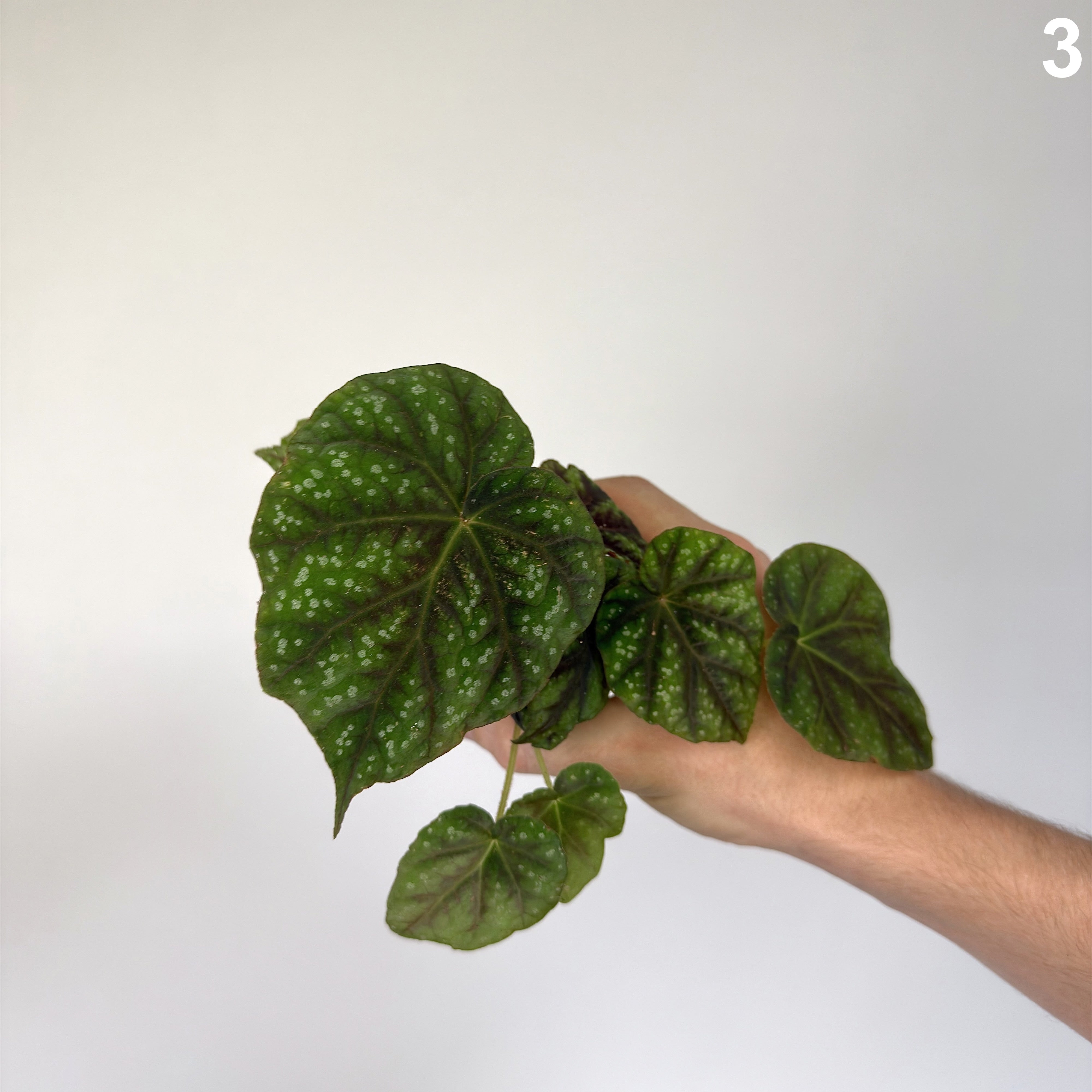 Begonia Shiwanshan WW