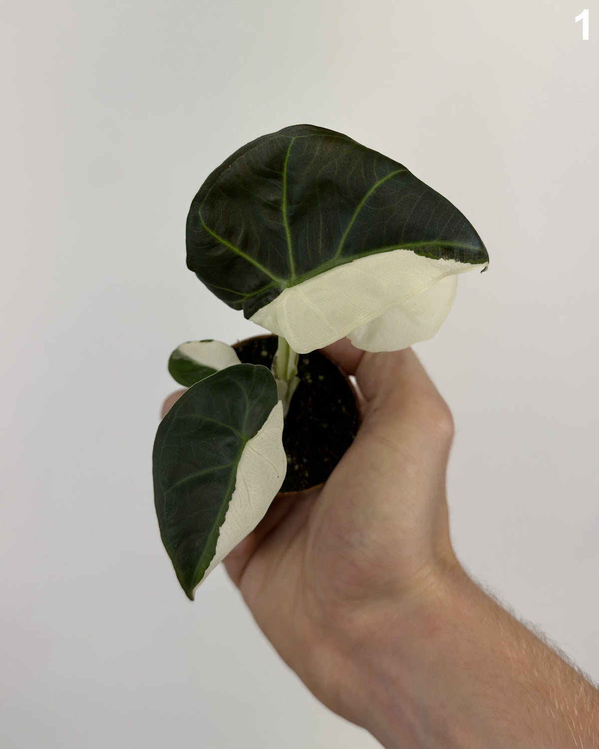Alocasia Regal Shield Albo  WW