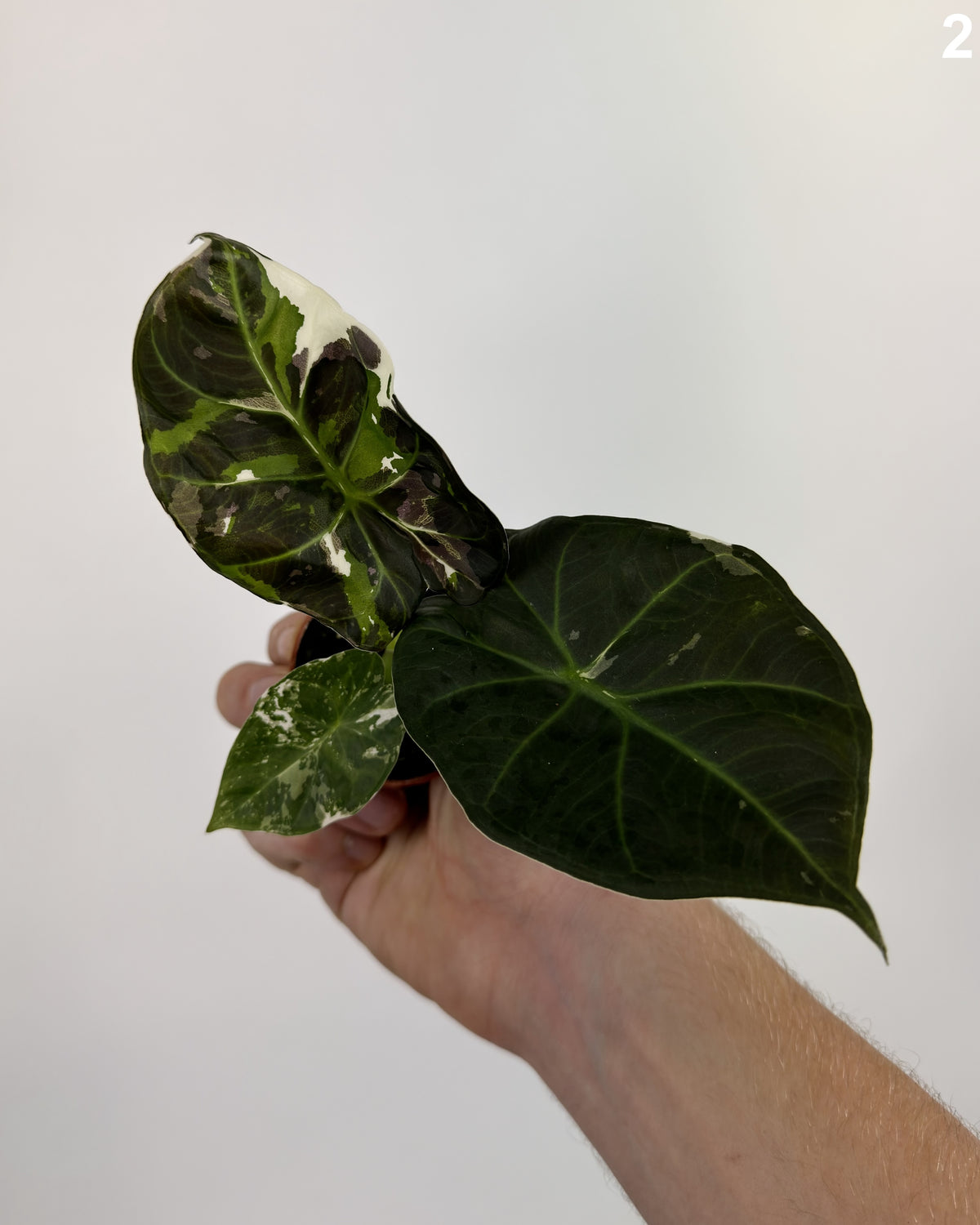 Alocasia Regal Shield Albo  WW
