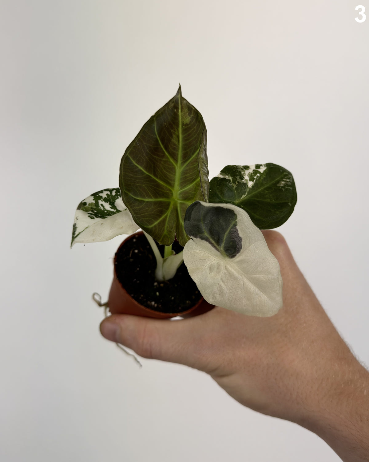 Alocasia Regal Shield Albo  WW