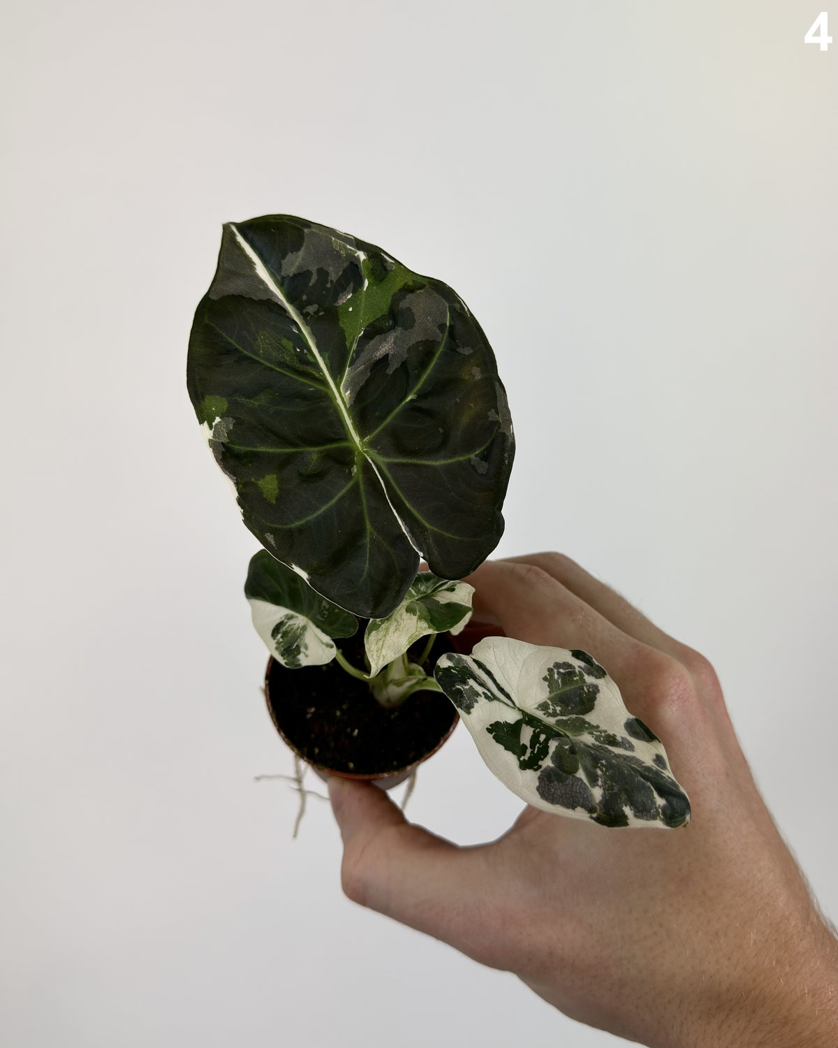 Alocasia Regal Shield Albo  WW