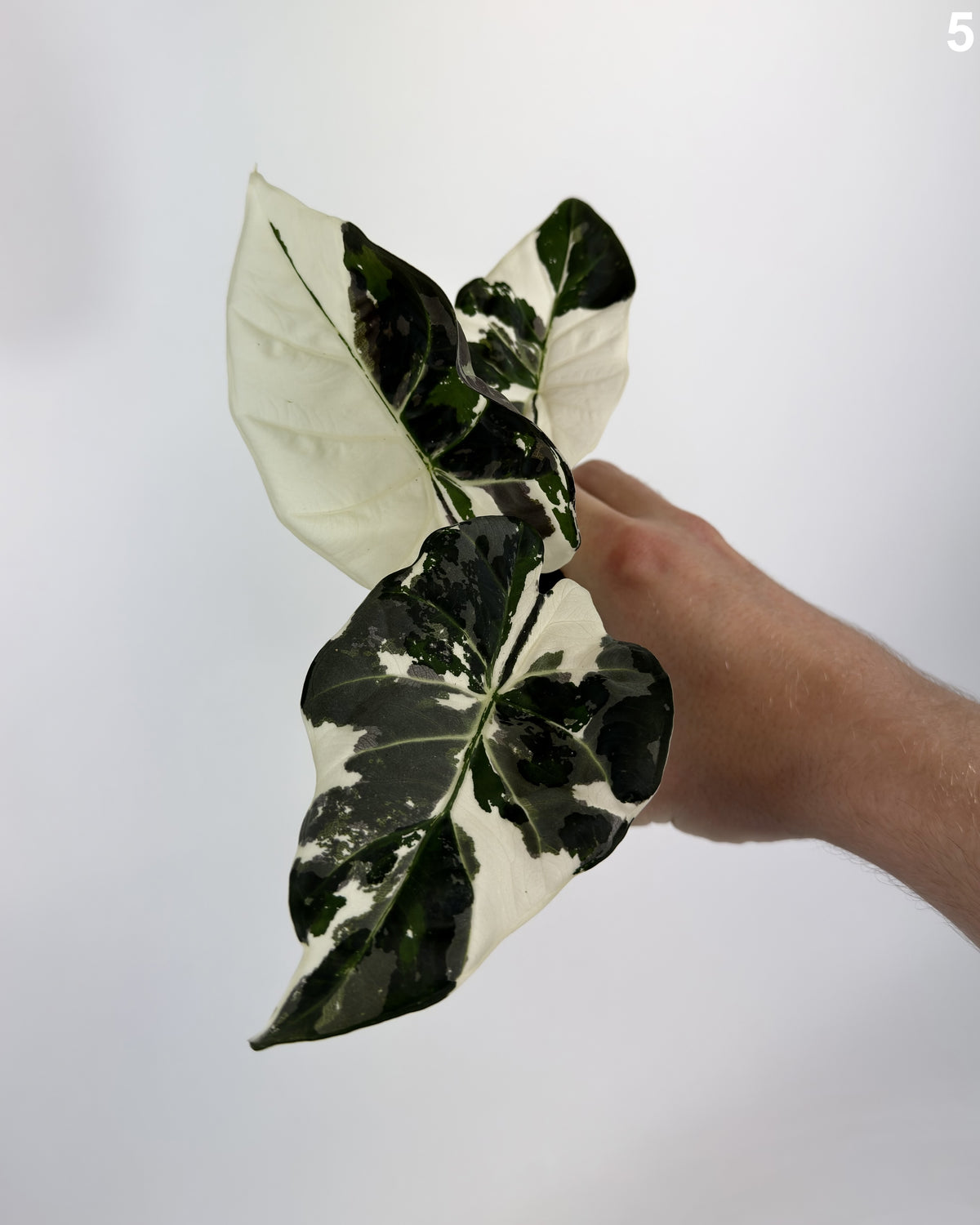 Alocasia Regal Shield Albo  WW