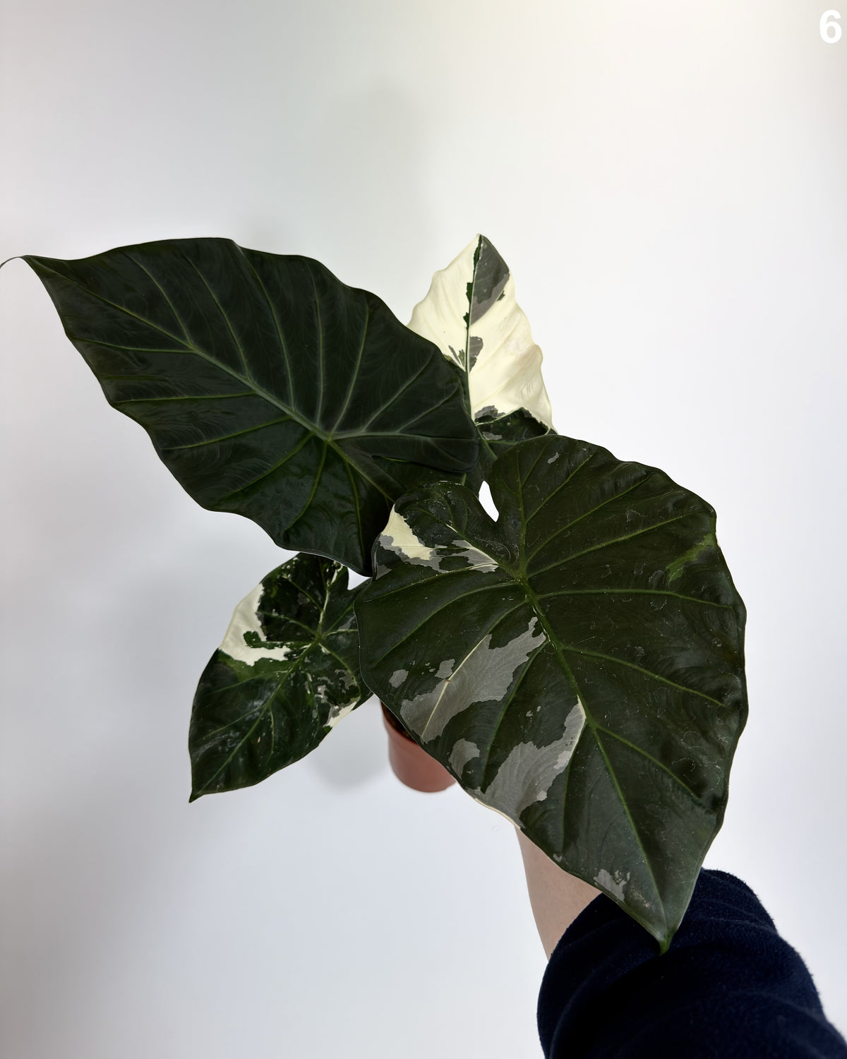 Alocasia Regal Shield Albo  WW