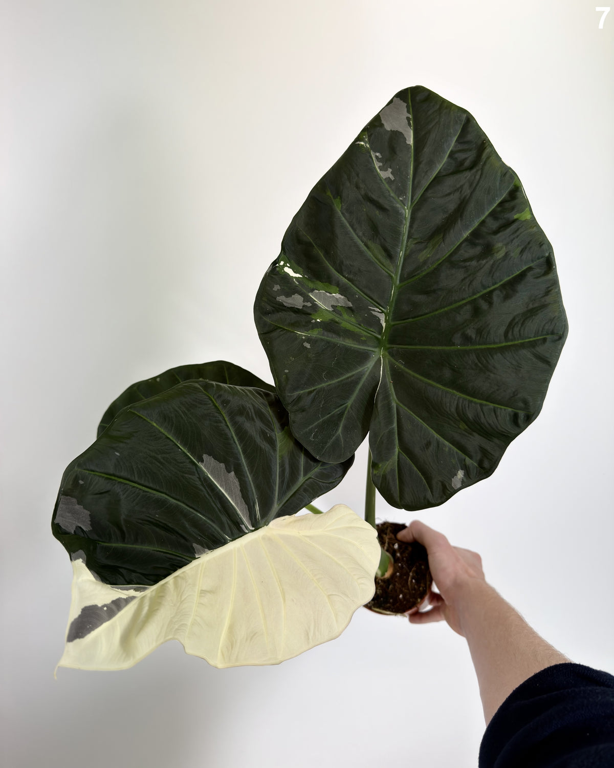 Alocasia Regal Shield Albo  WW