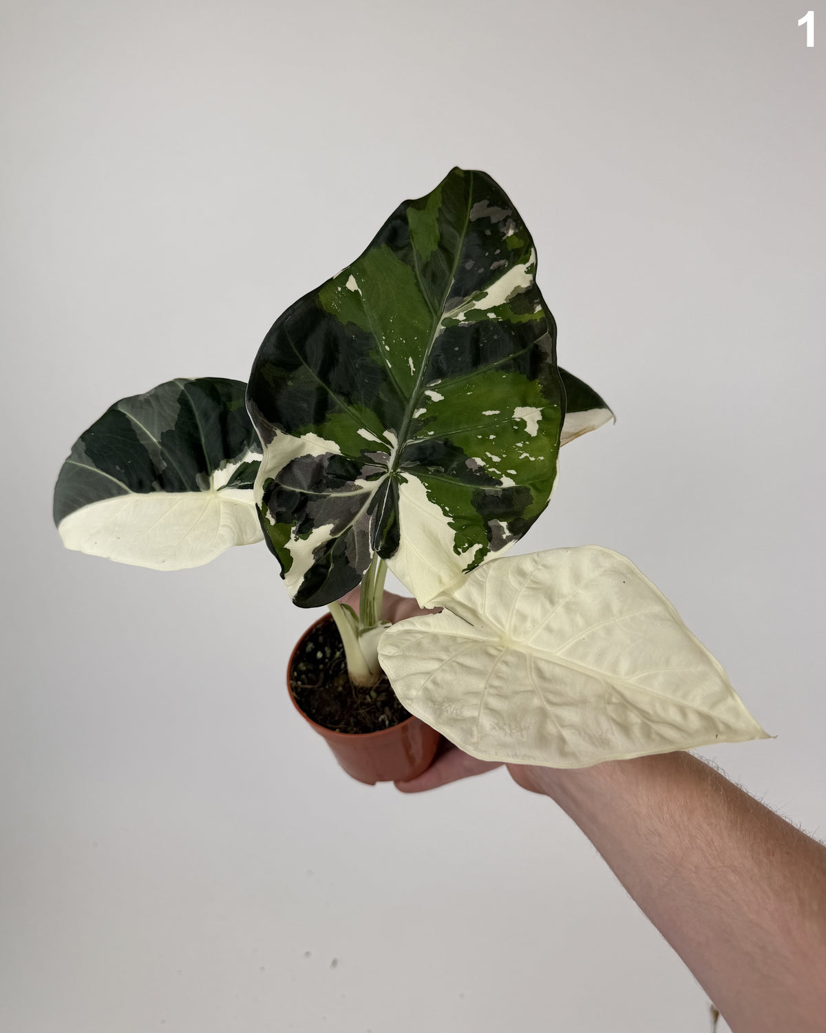 Alocasia Regal Shield Albo WW
