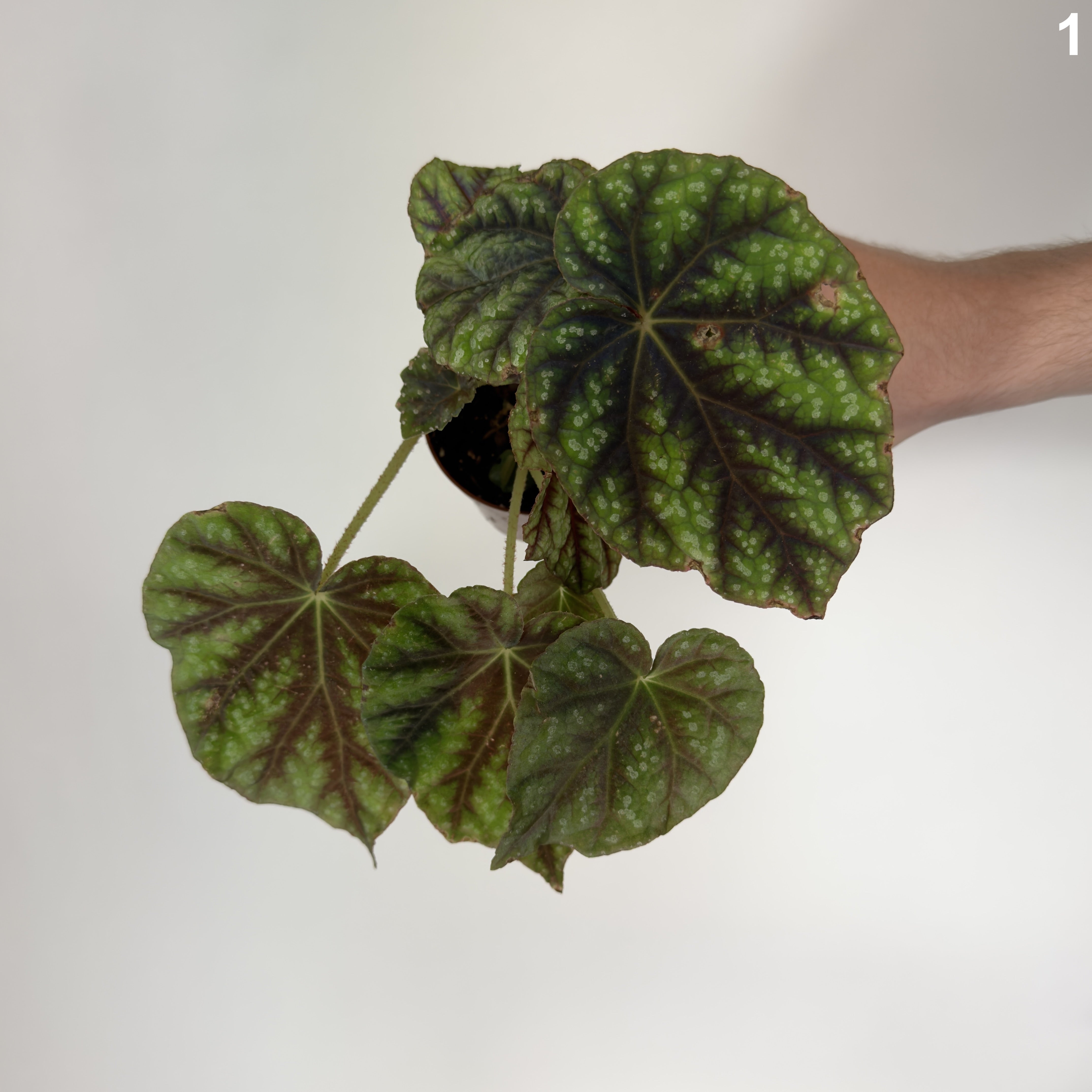 Begonia Pseudopedulis Shiwanshan