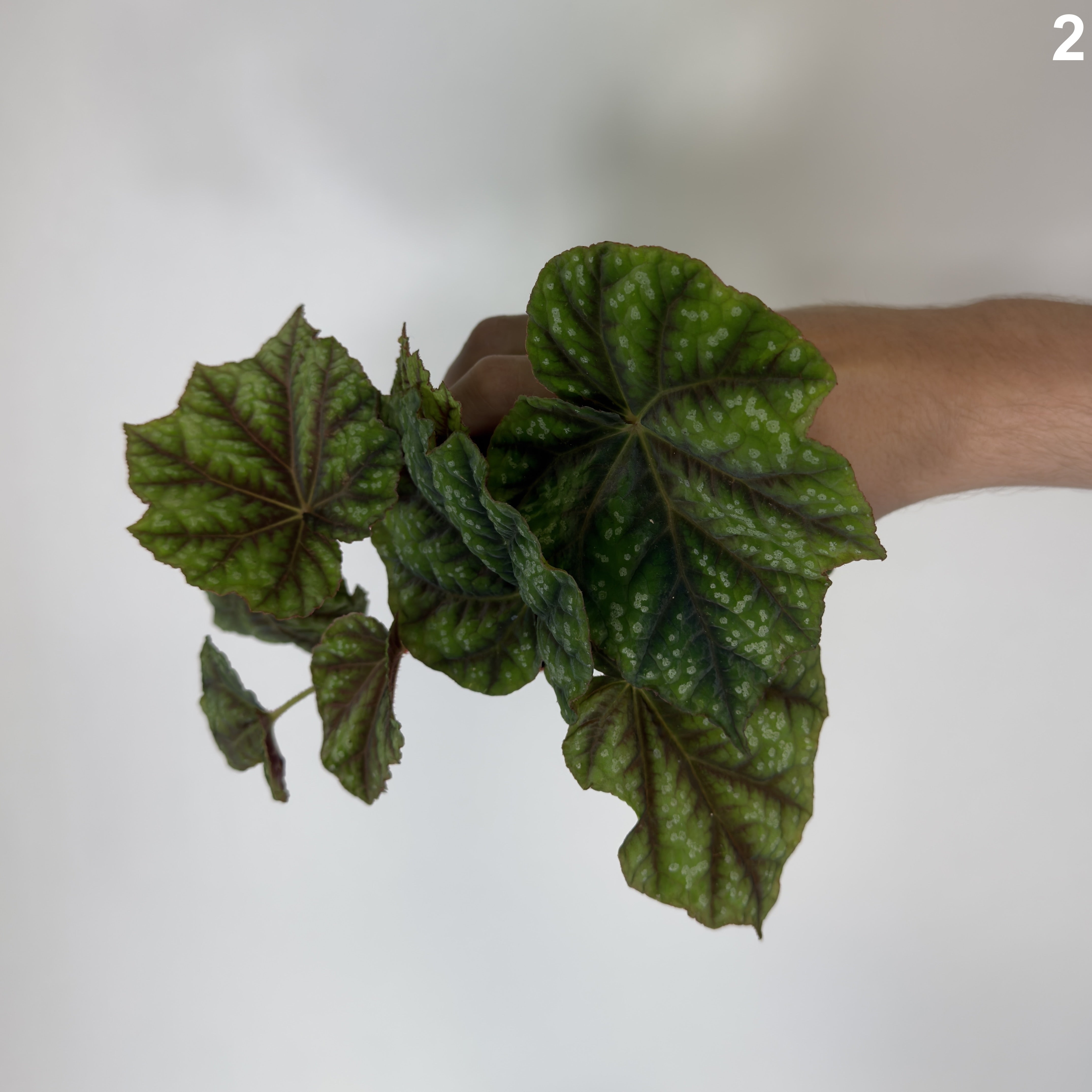 Begonia Pseudopedulis Shiwanshan