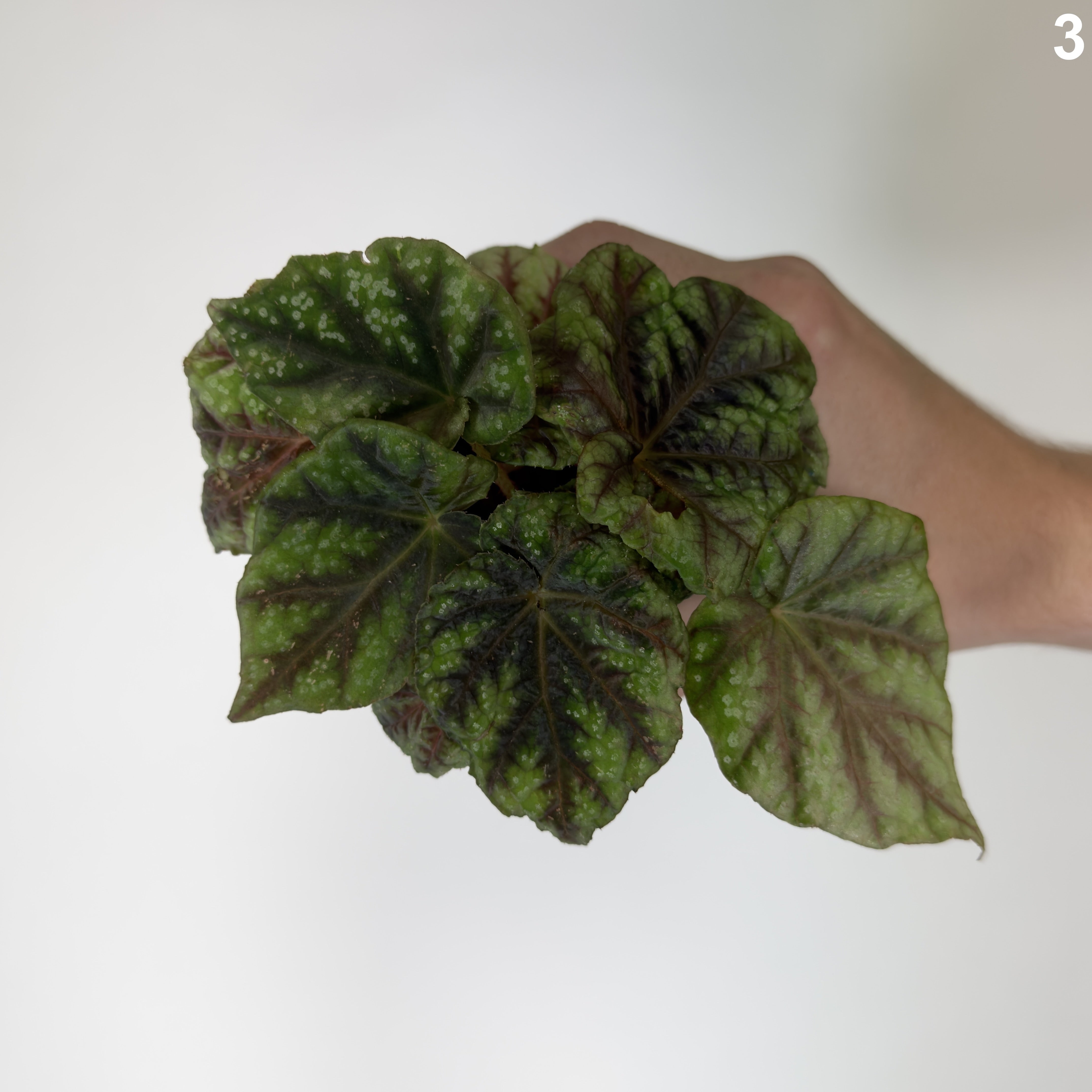 Begonia Pseudopedulis Shiwanshan