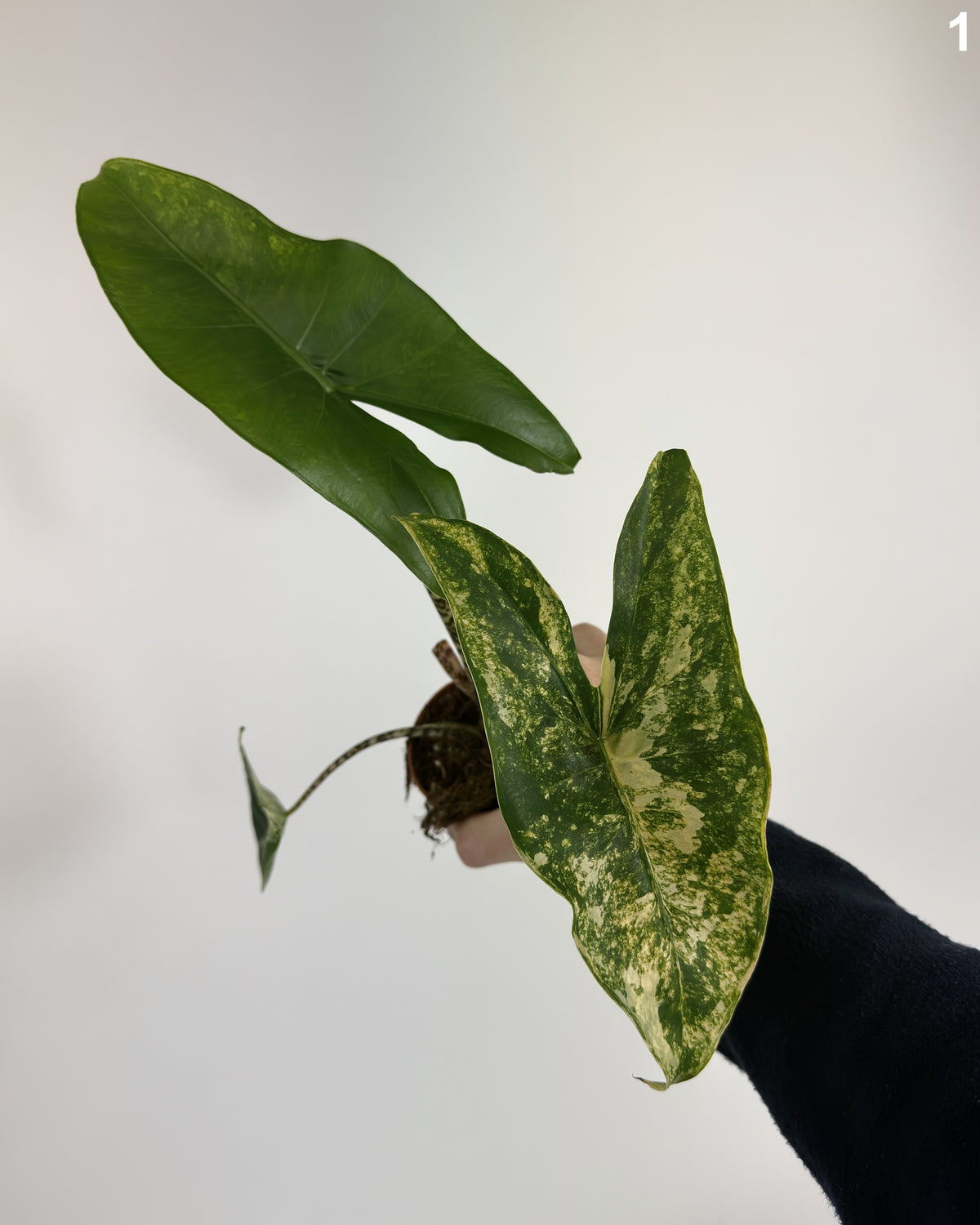 Alocasia Siberian Tiger Aurea WW