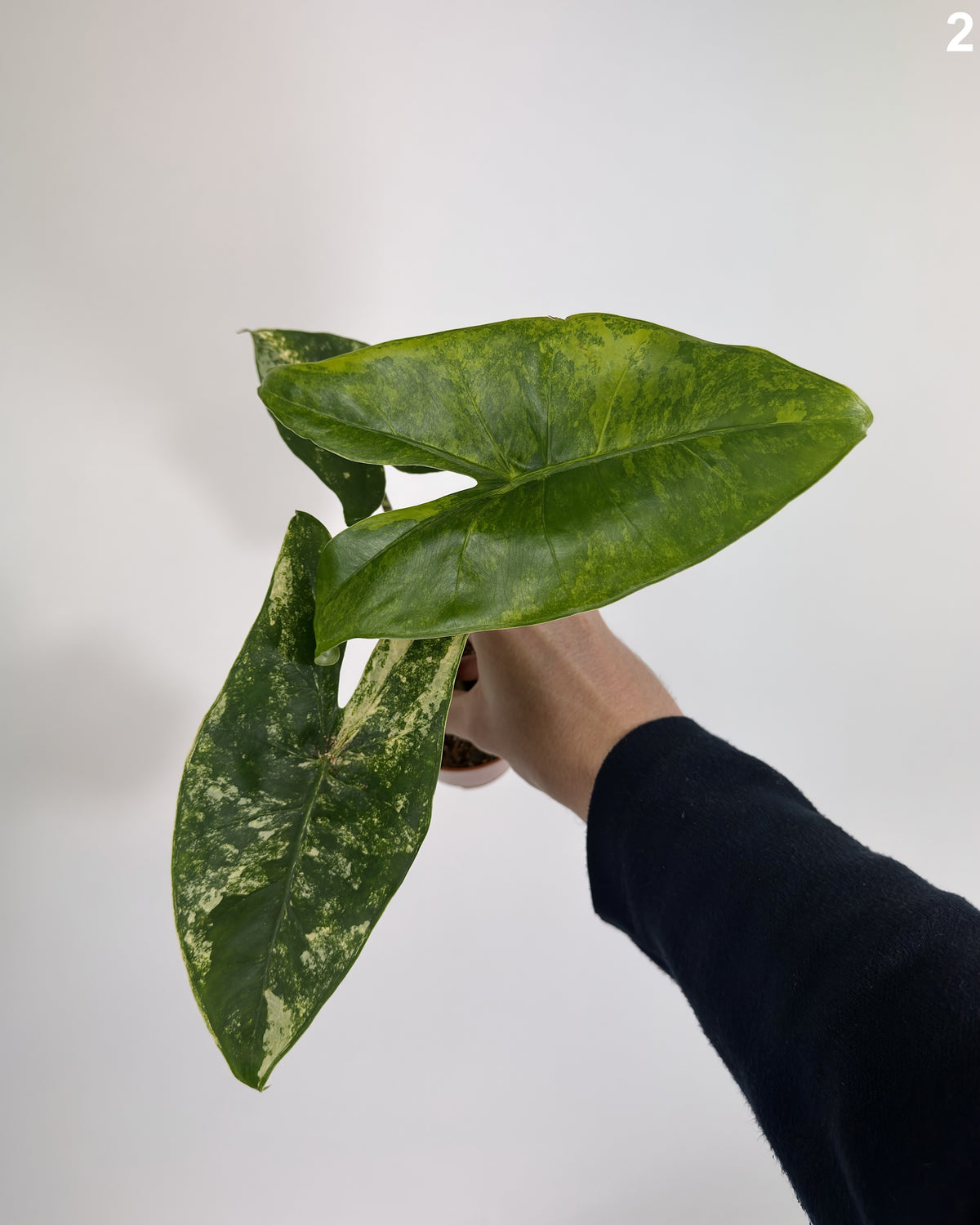 Alocasia Siberian Tiger Aurea WW