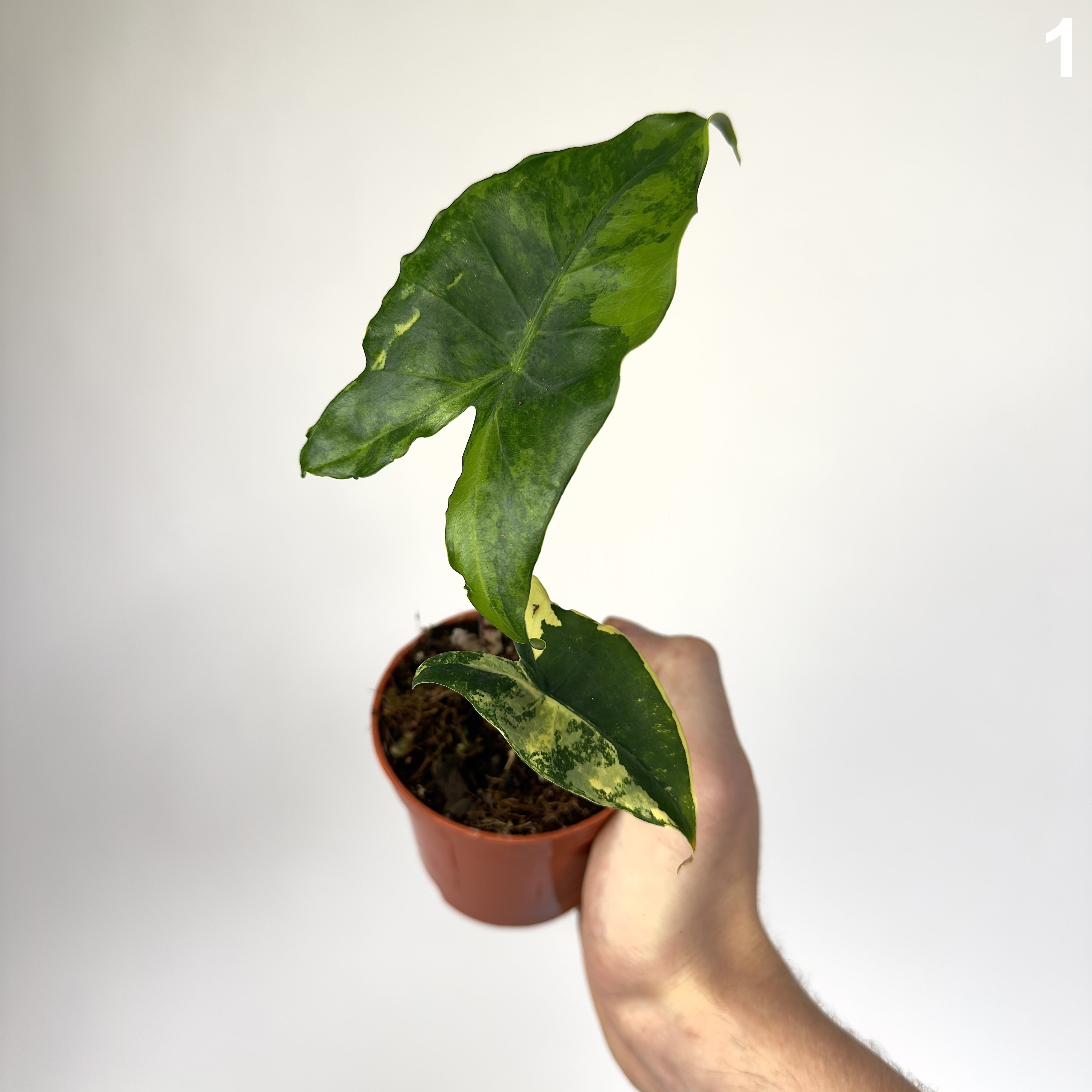 Alocasia Siberian Tiger Aurea WW