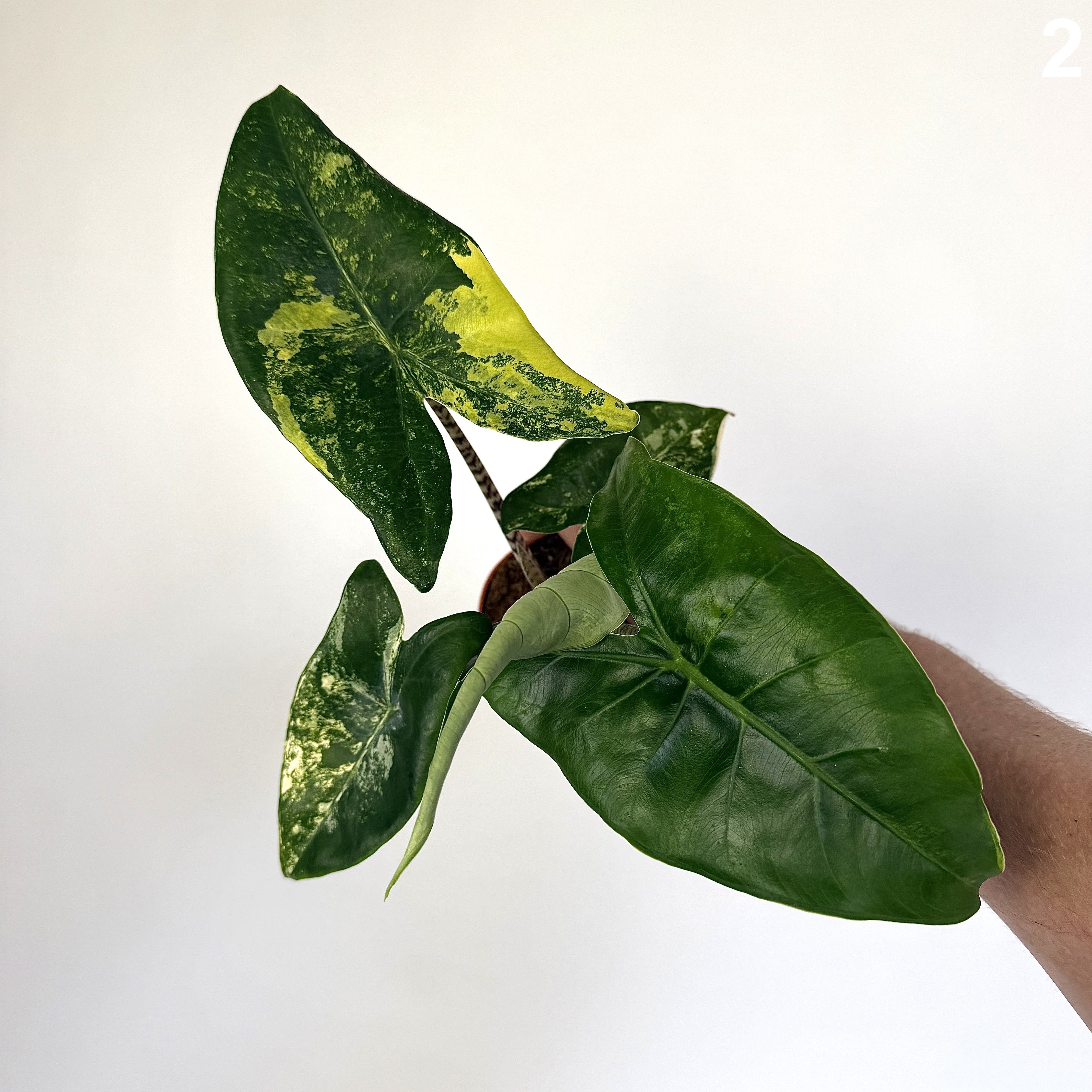 Alocasia Siberian Tiger Aurea WW