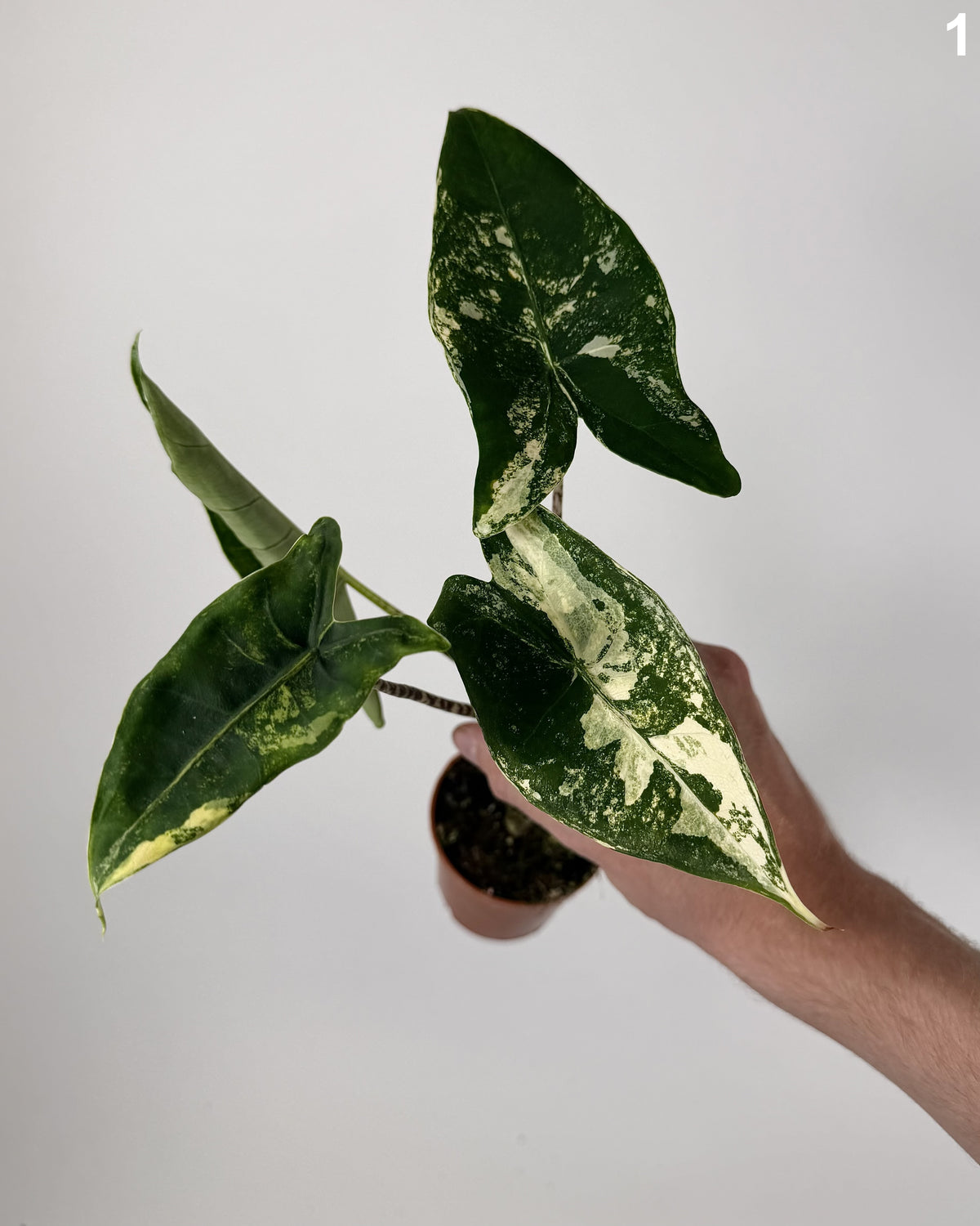 Alocasia Siberian Tiger WW