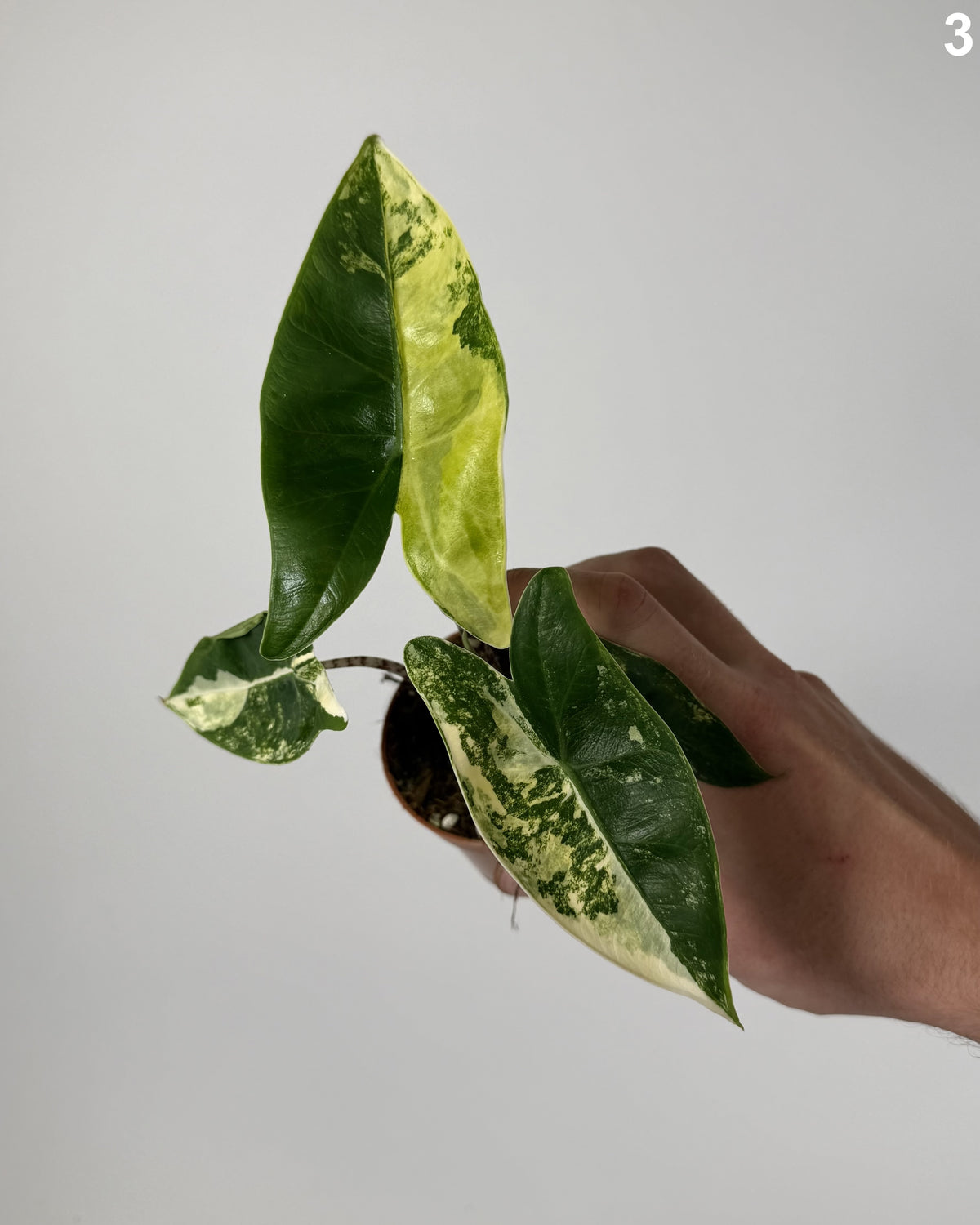 Alocasia Siberian Tiger WW