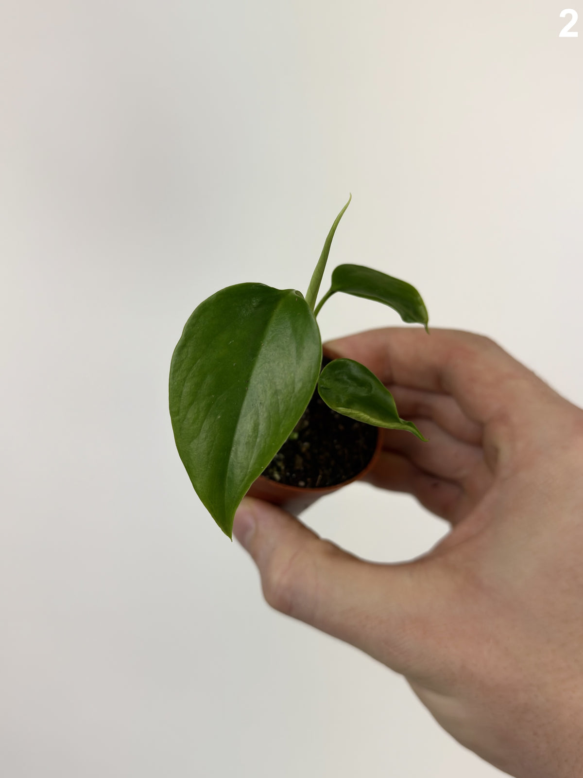 Monstera Deliciosa Sierrana WW