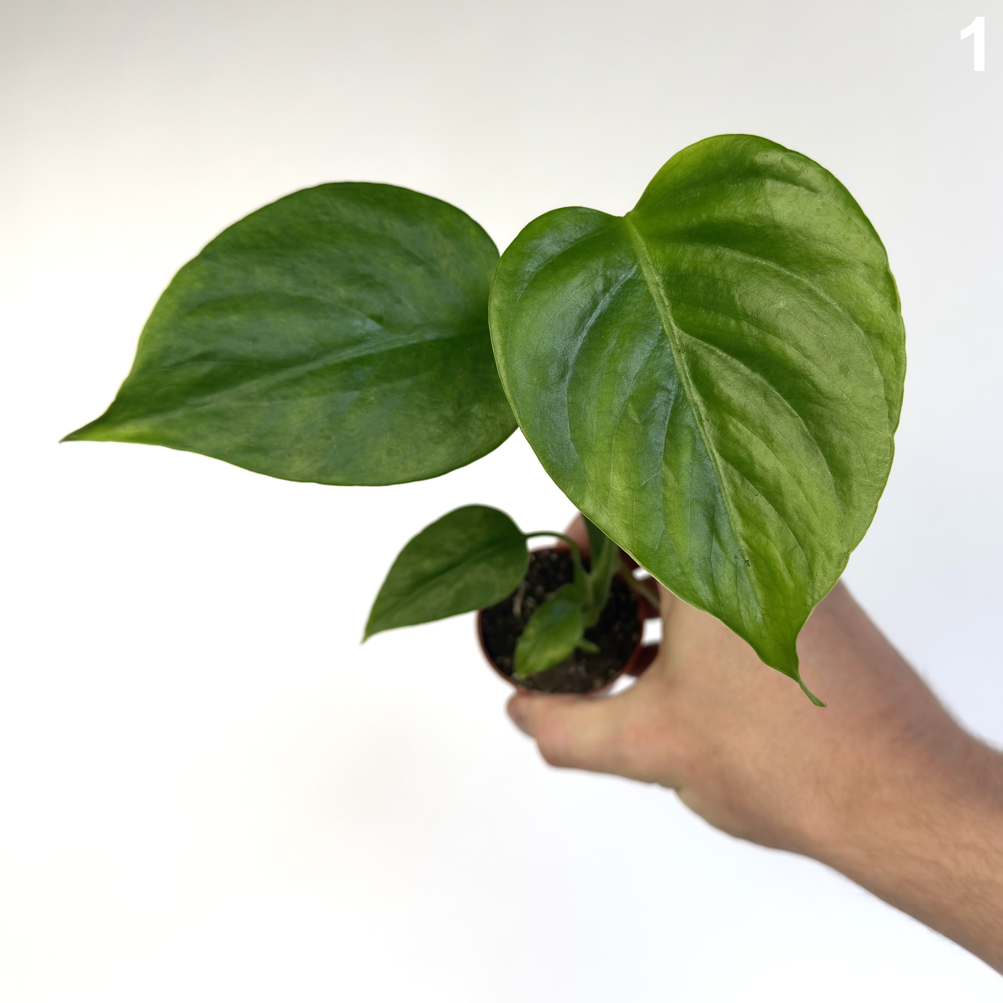 Monstera Sierrana WW