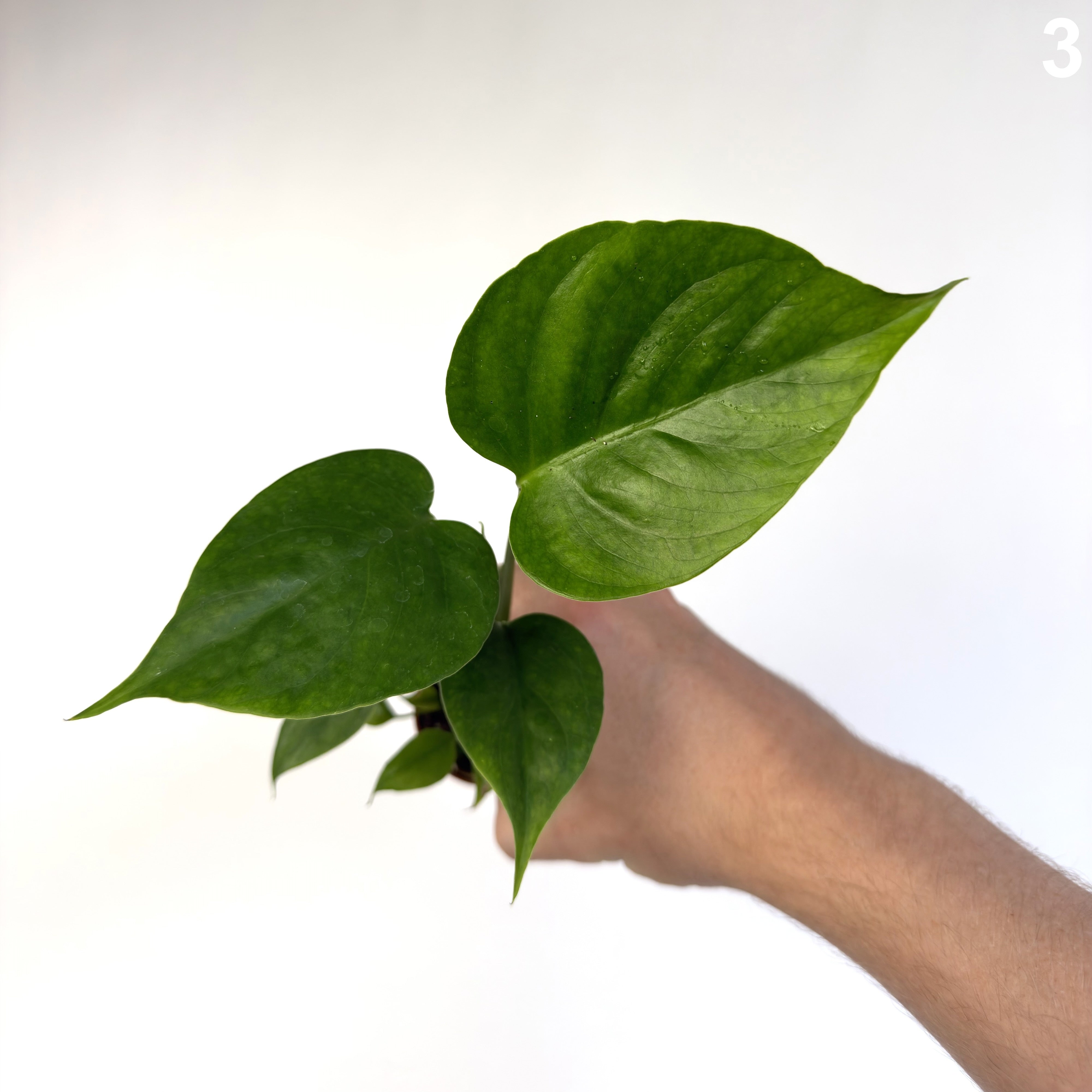 Monstera Sierrana WW
