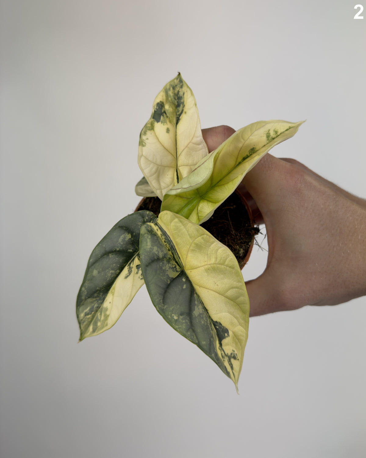 Alocasia Silver Dragon Aurea WW