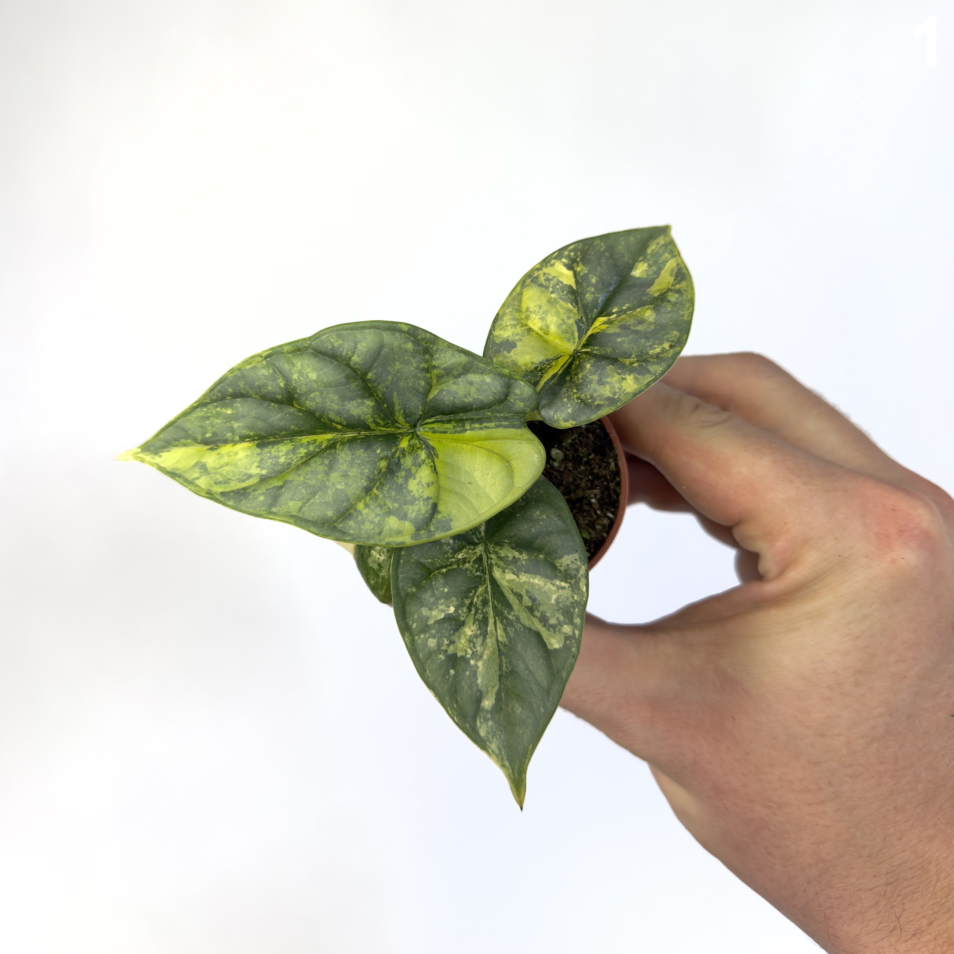 Alocasia Silver Dragon Aurea WW