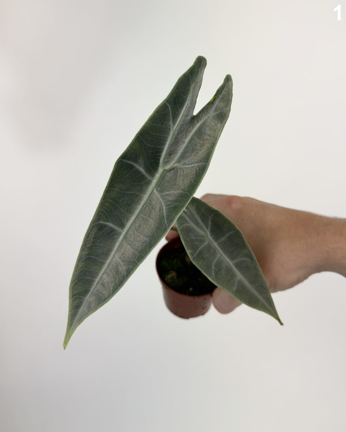 Alocasia Longiloba Silver WW