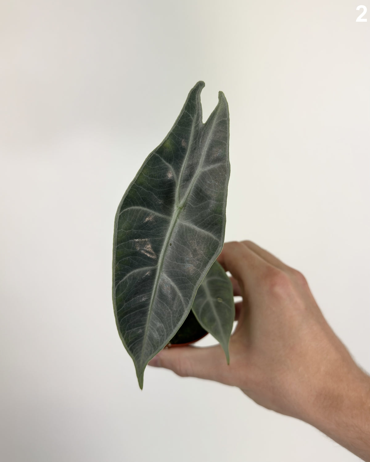 Alocasia Longiloba Silver WW