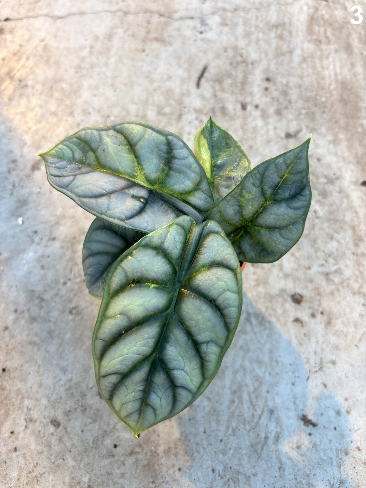 Alocasia Silver Dragon Aurea WW