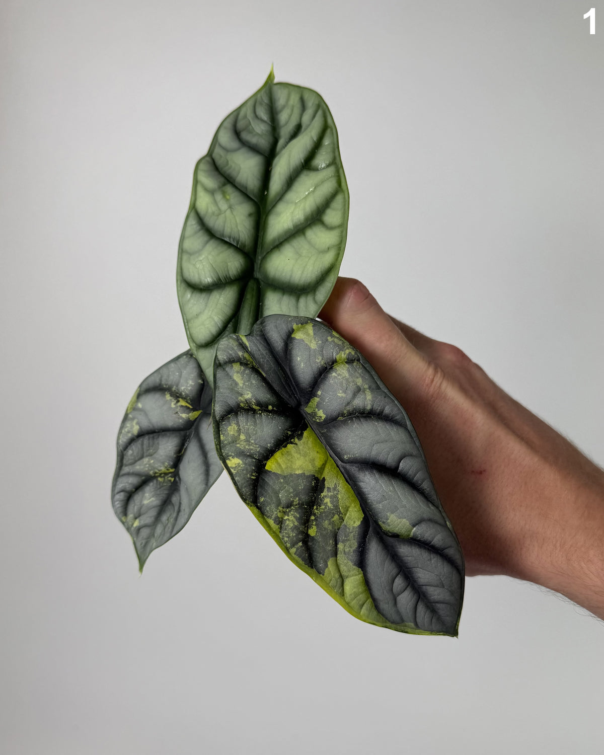 Alocasia Silver Dragon Aurea WW