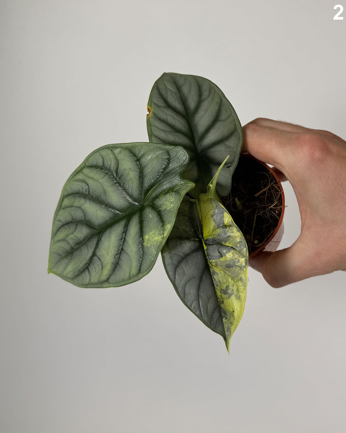 Alocasia Silver Dragon Aurea WW