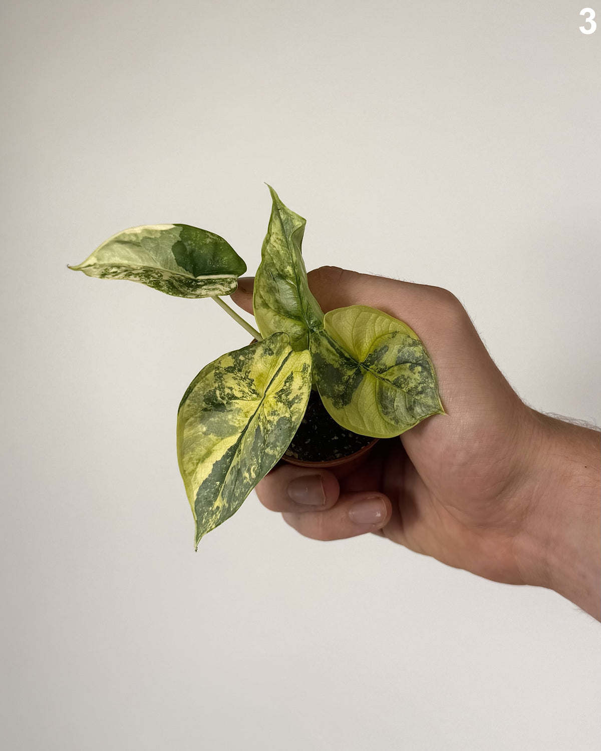 Alocasia Silver Dragon Aurea WW