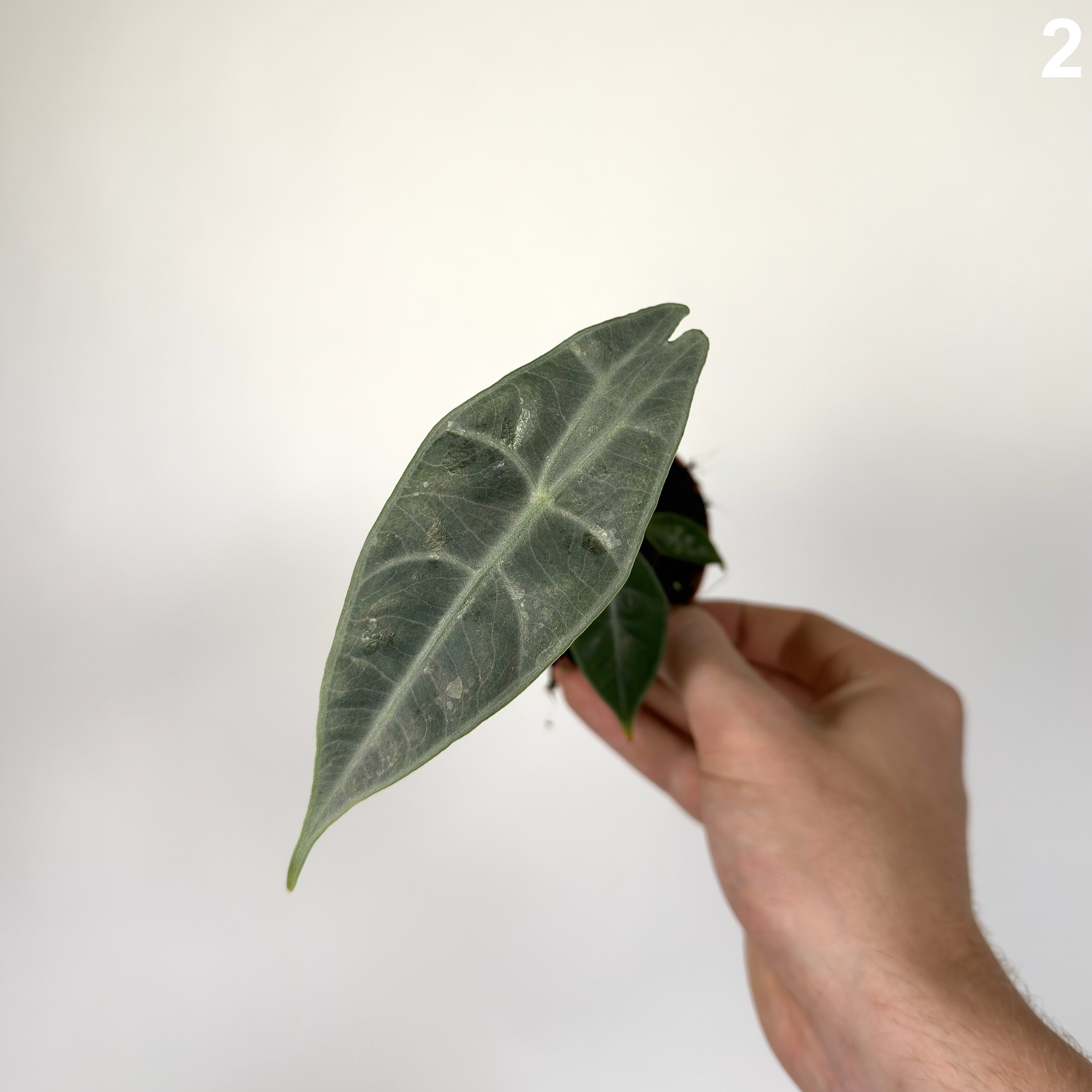 Alocasia Longiloba Silver WW