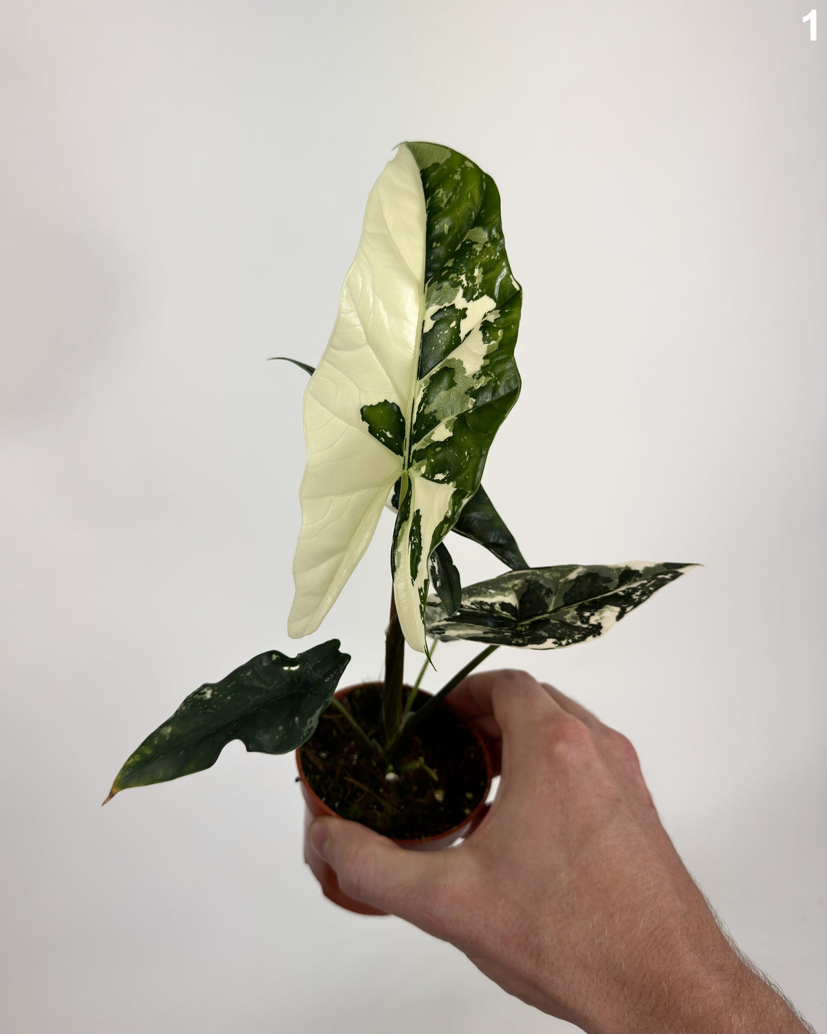 Alocasia Simpo Albo WW