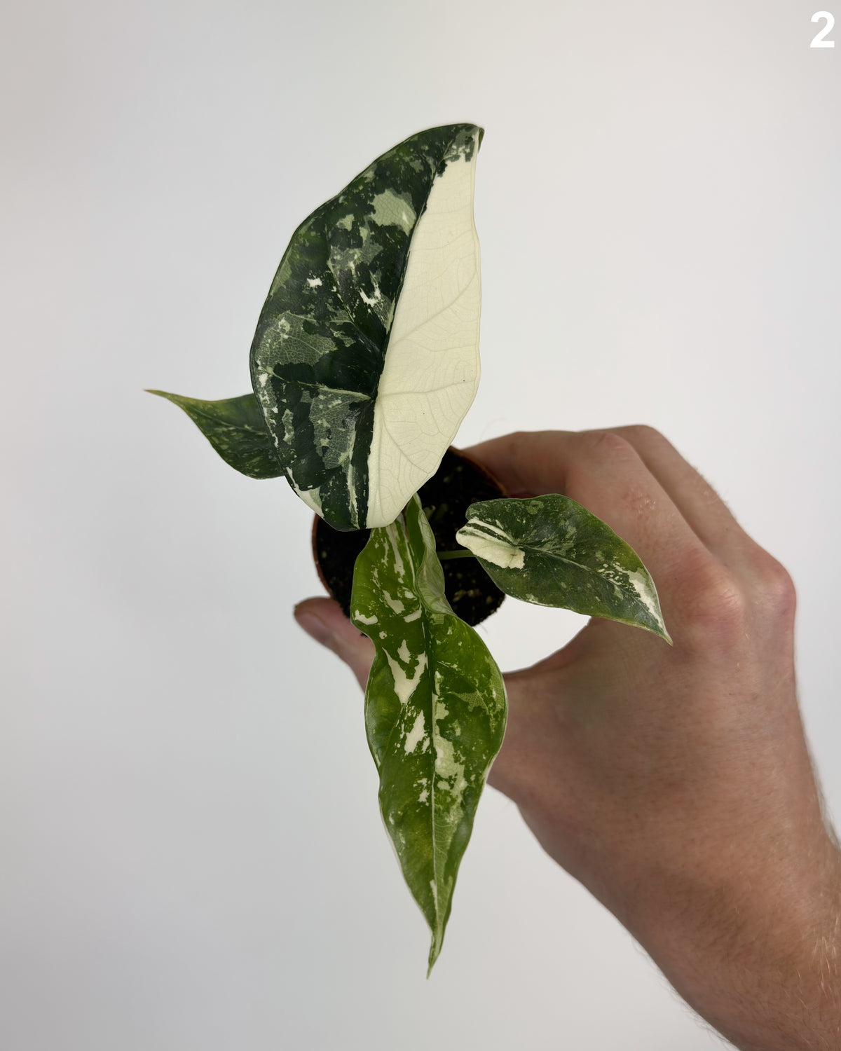 Alocasia Simpo Albo WW