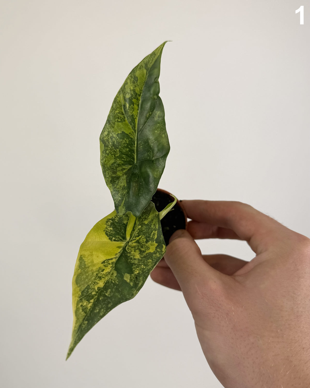 Alocasia Simpo Aurea WW
