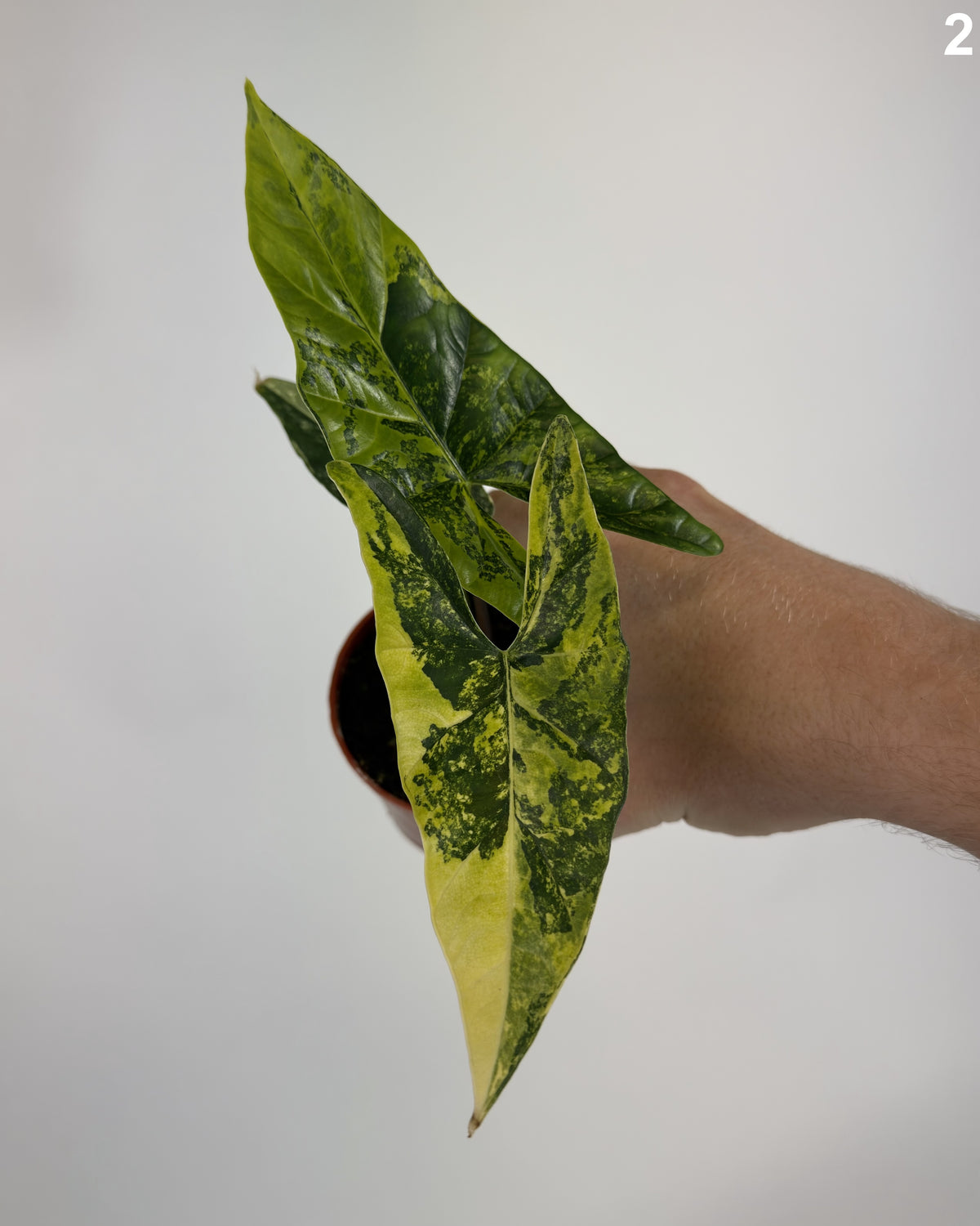 Alocasia Simpo Aurea WW