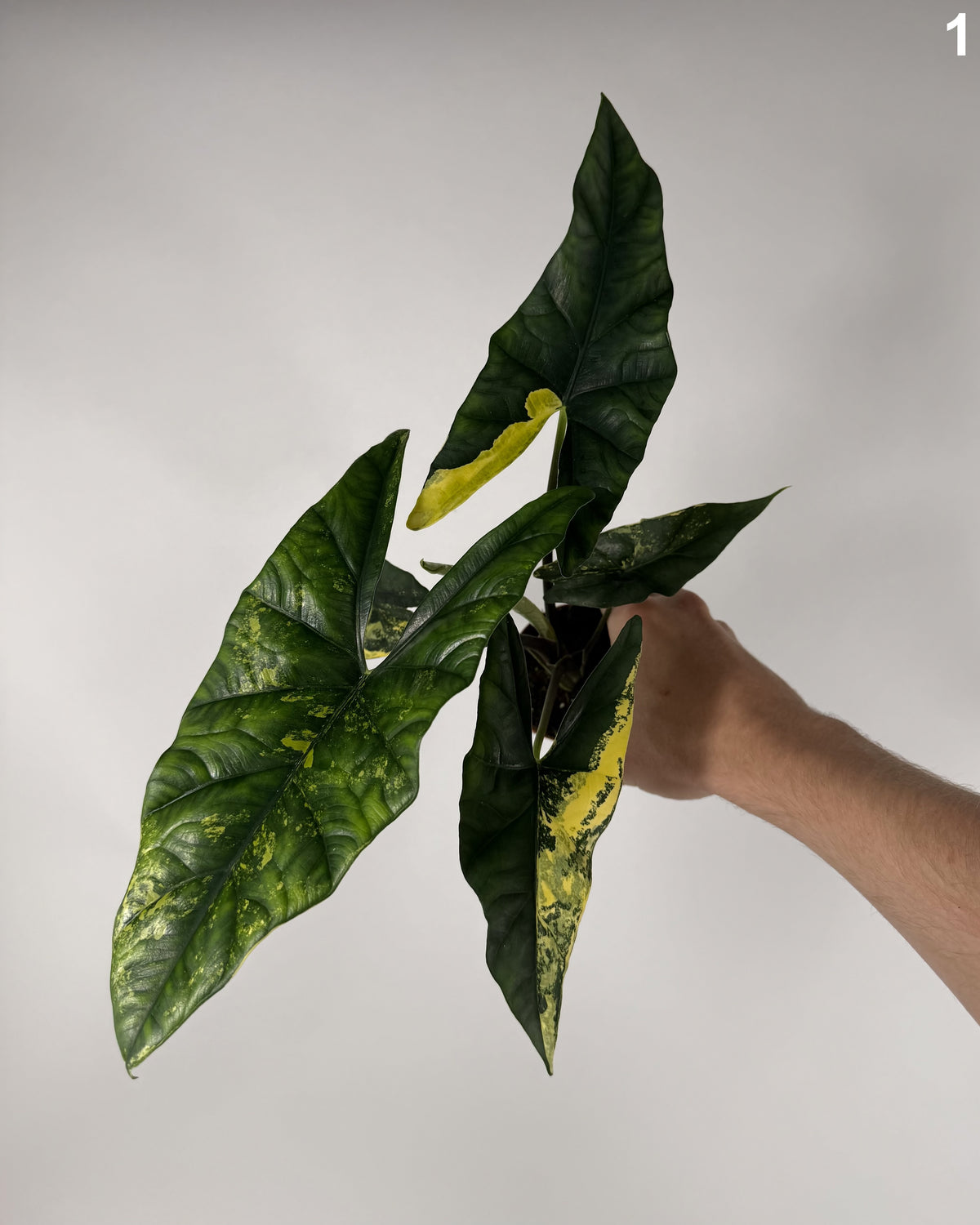 Alocasia Simpo Aurea WW