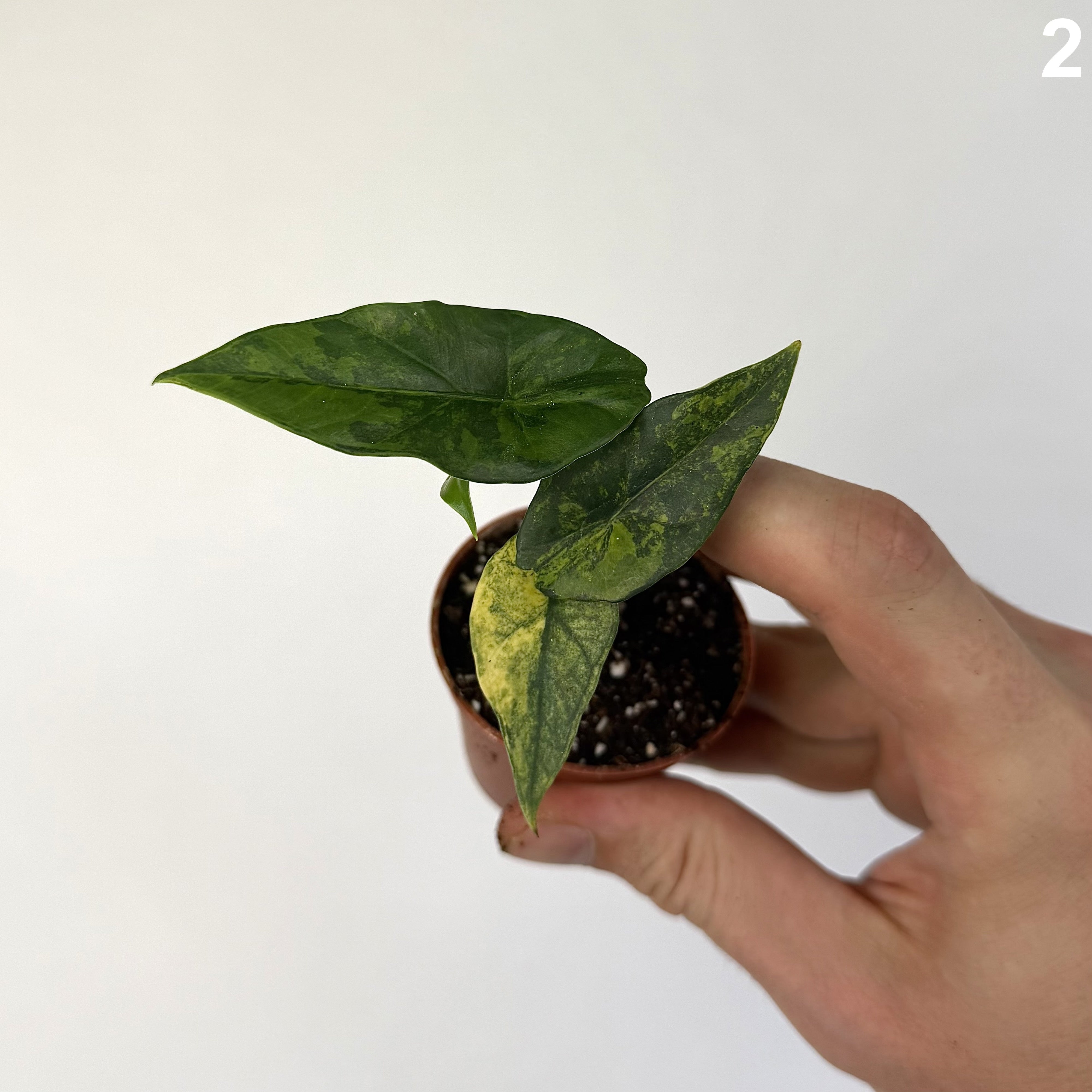 Alocasia Simpo Aurea WW