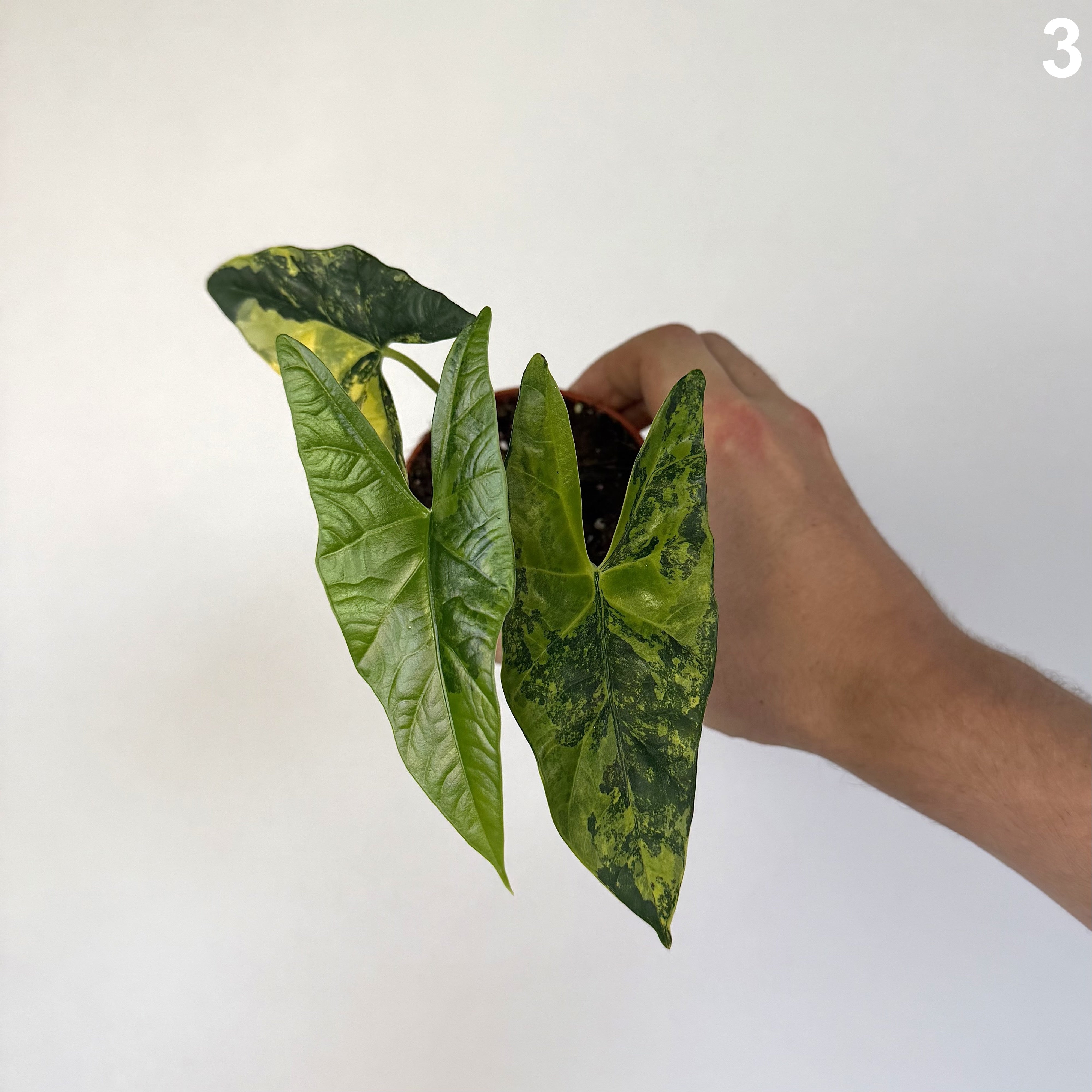 Alocasia Simpo Aurea WW