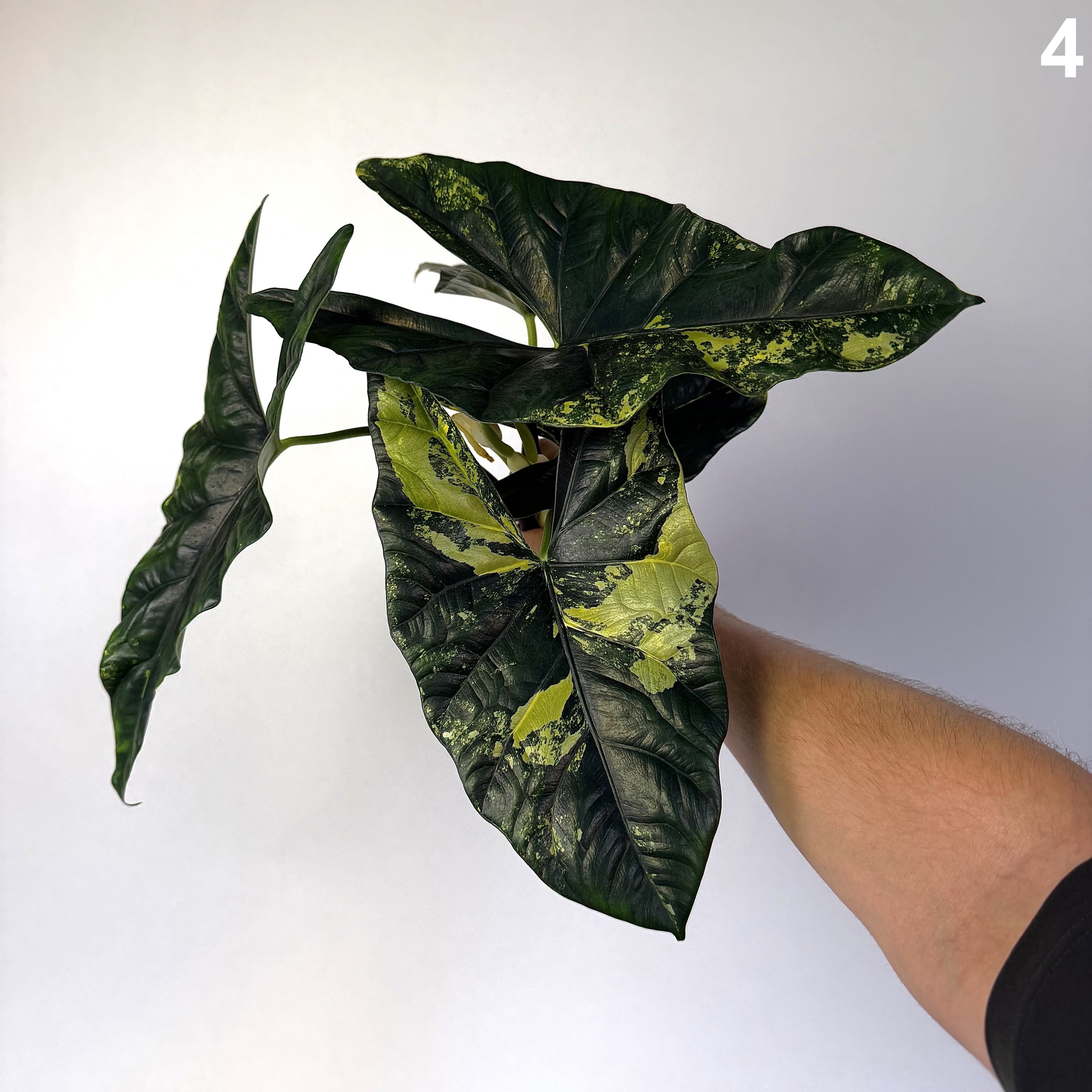 Alocasia Simpo Aurea WW