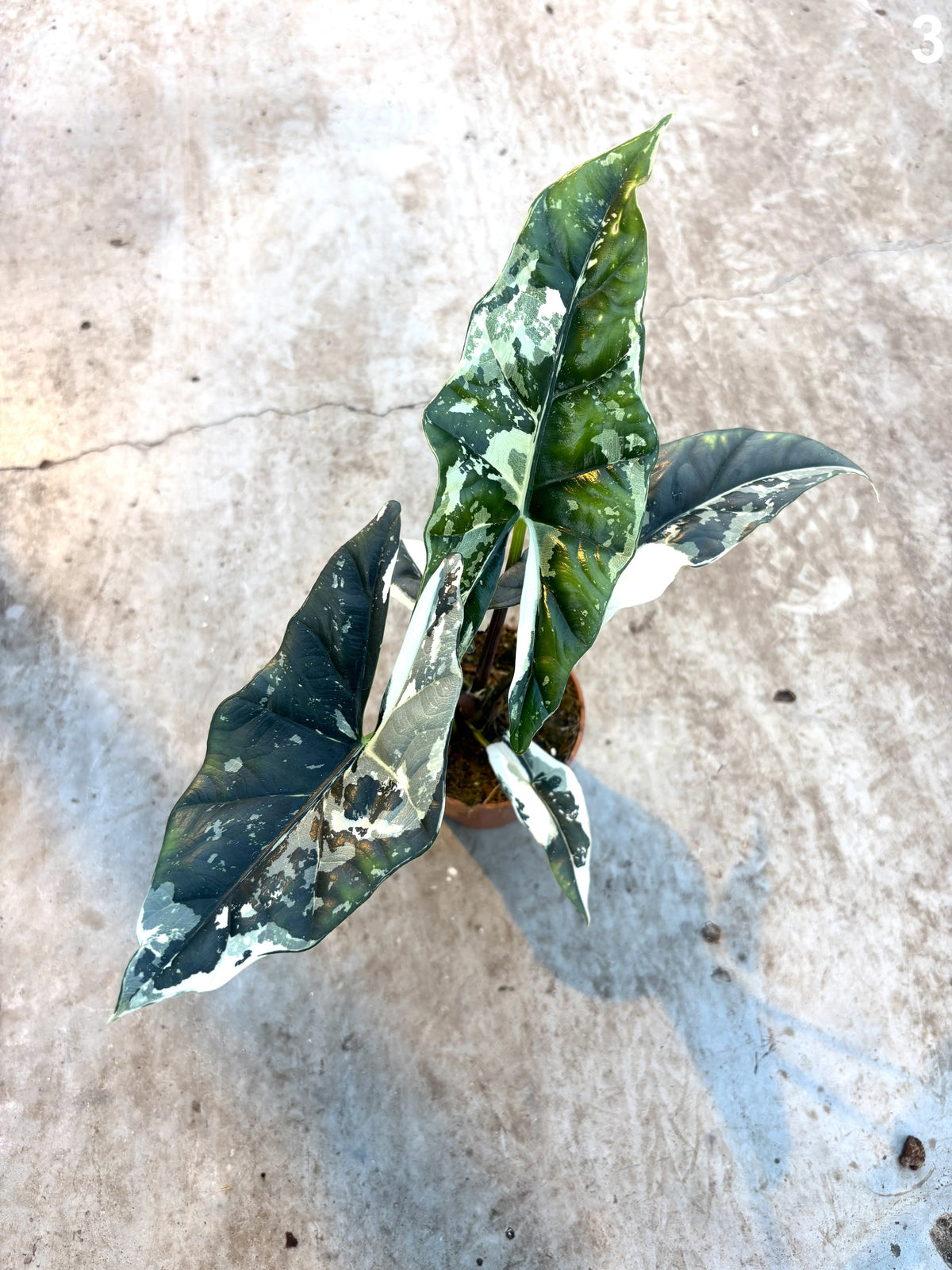Alocasia Simpo Albo WW