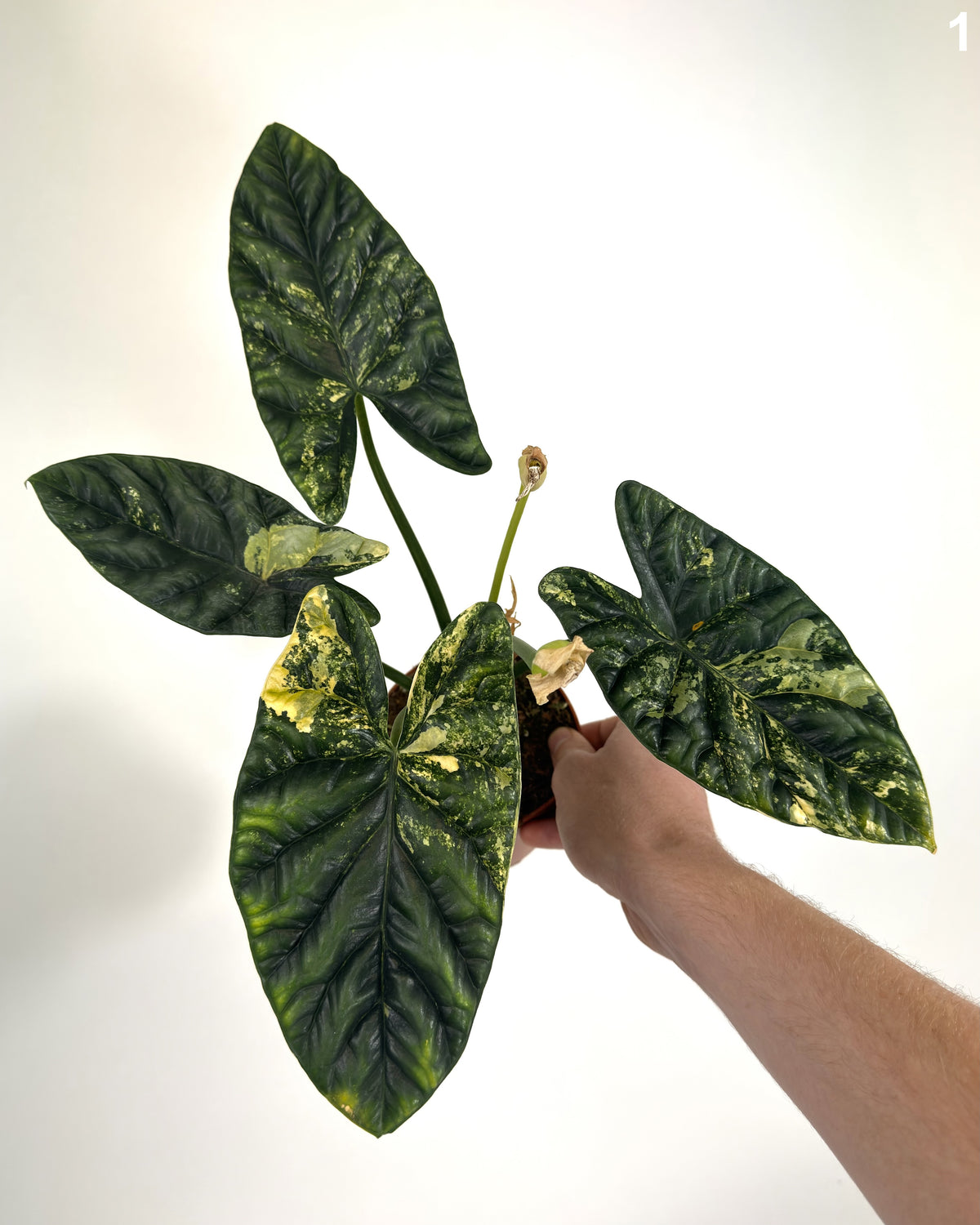 Alocasia Sinuata Aurea WW