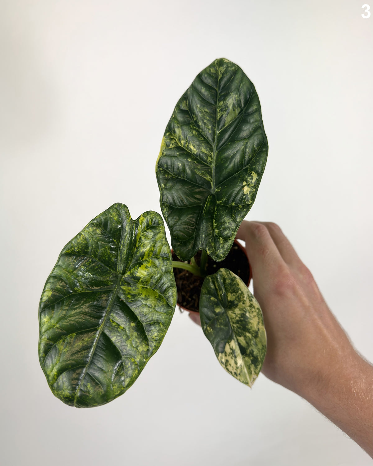 Alocasia Sinuata Aurea WW