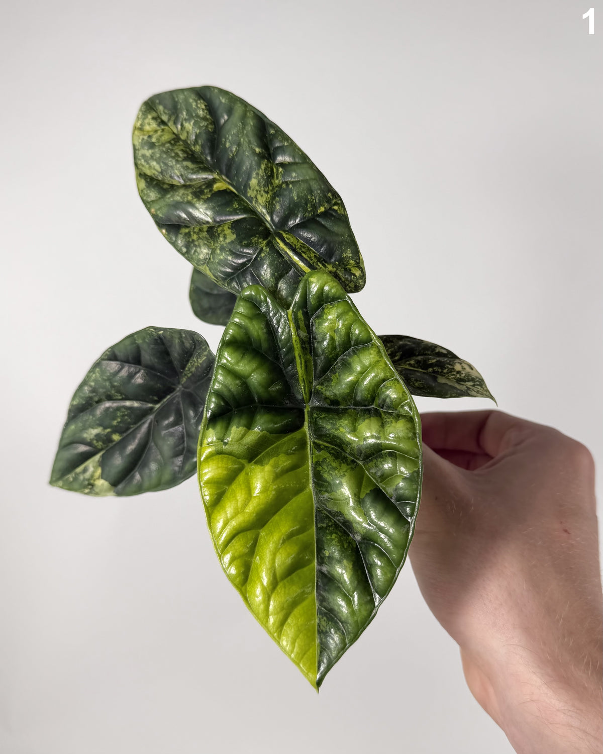 Alocasia Sinuata Aurea WW