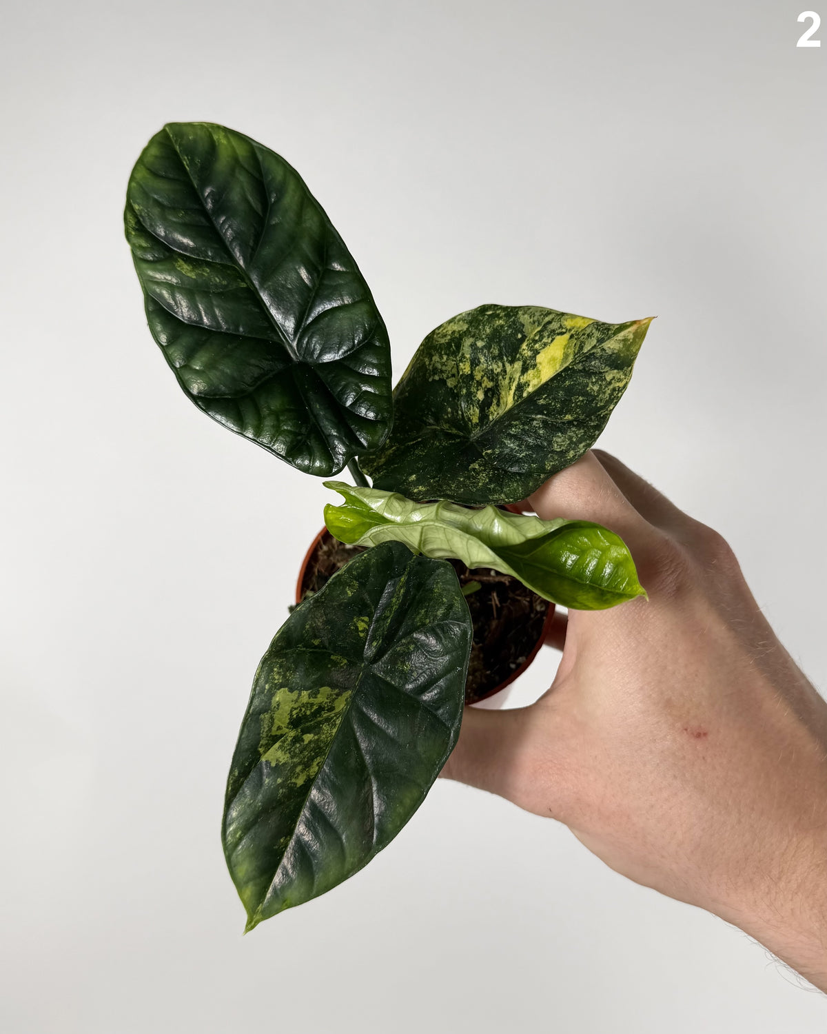 Alocasia Sinuata Aurea WW
