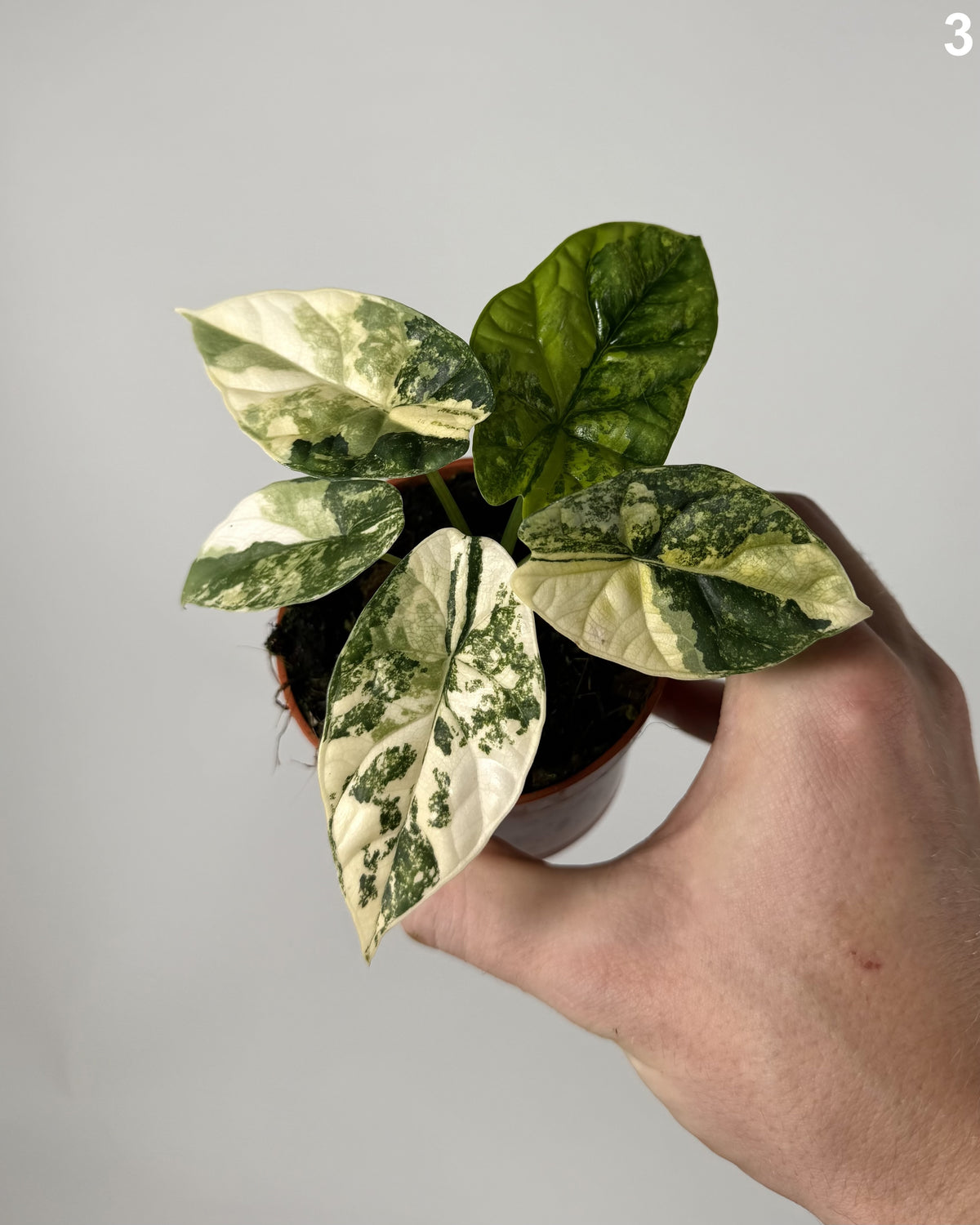 Alocasia Sinuata Aurea WW
