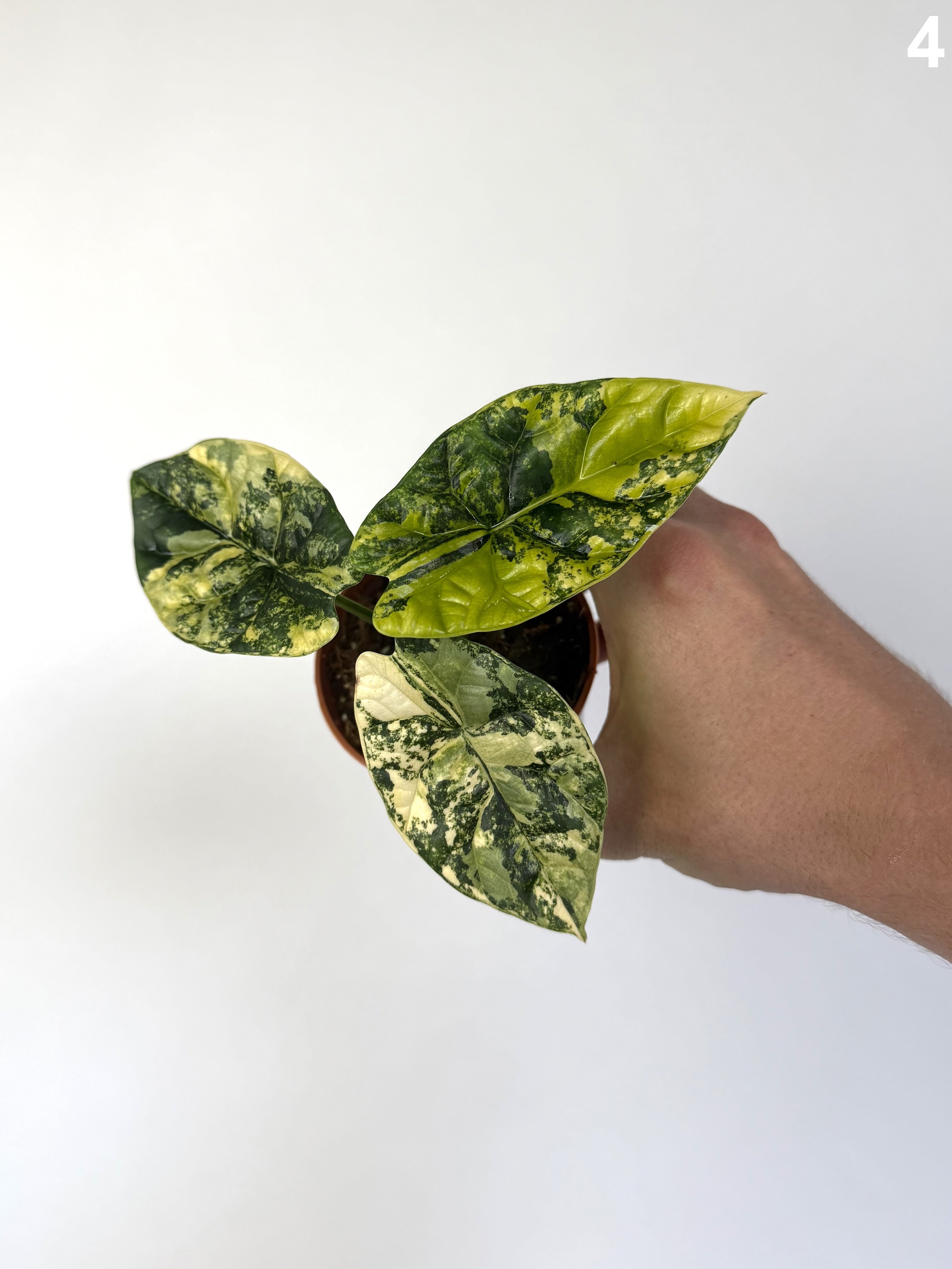 Alocasia Sinuata Aurea WW