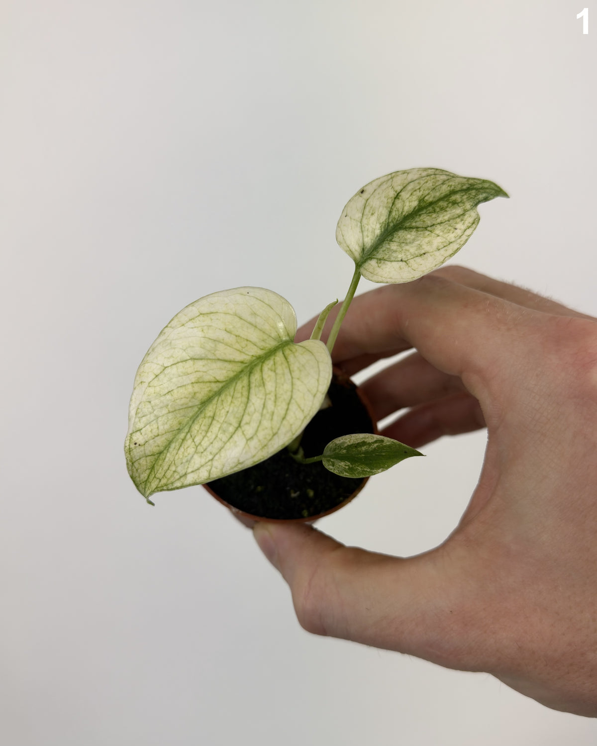 Monstera Deliciosa Sphinx Mint WW